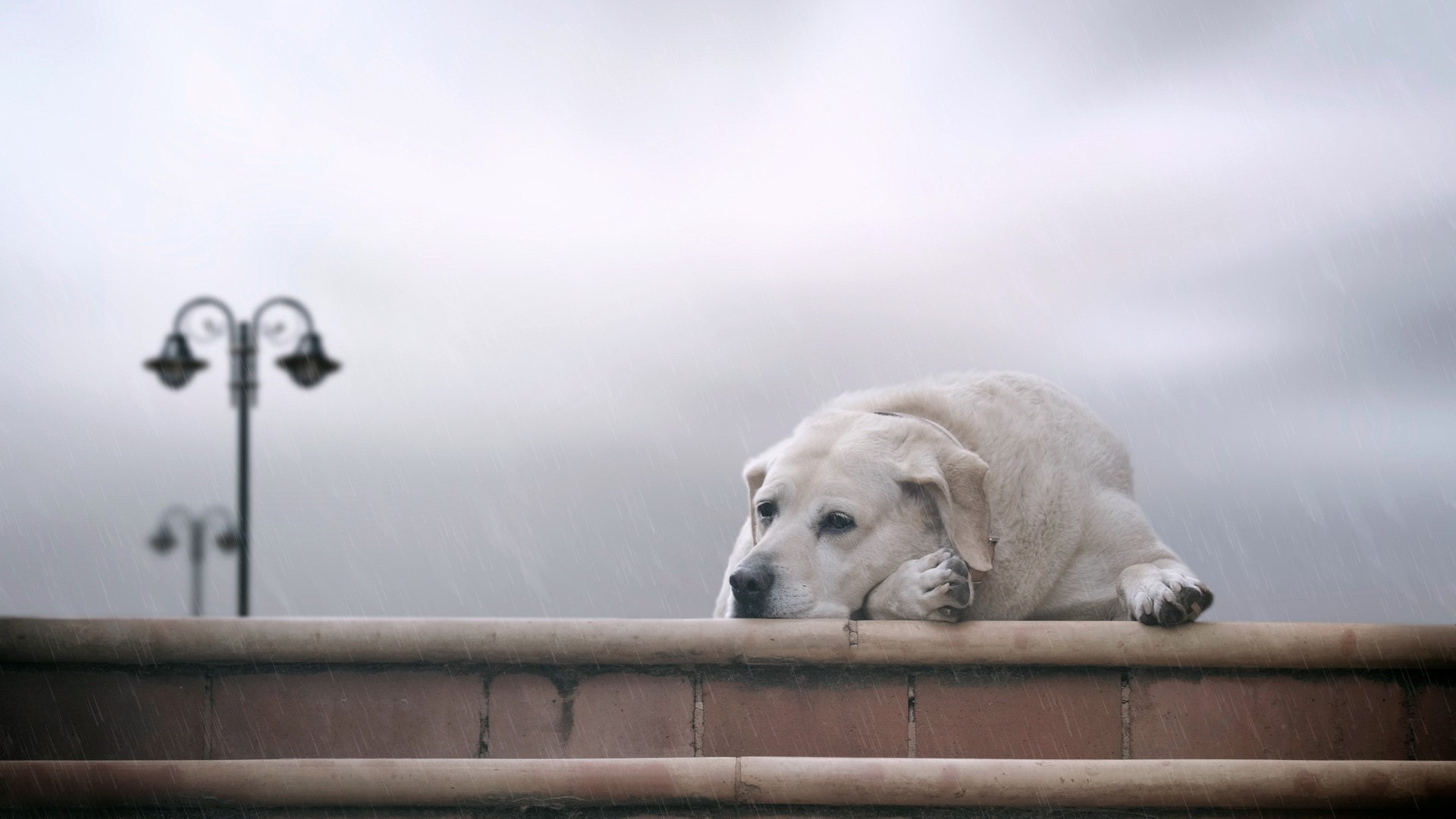 Sad Labrador Retriever dog lying down in the rain HD Wallpaper