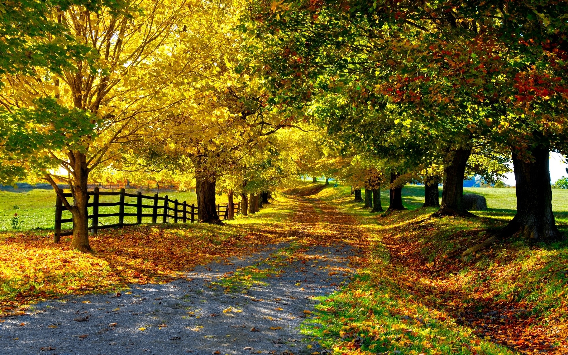 Autumn road lined with colorful trees and fallen leaves HD Wallpaper