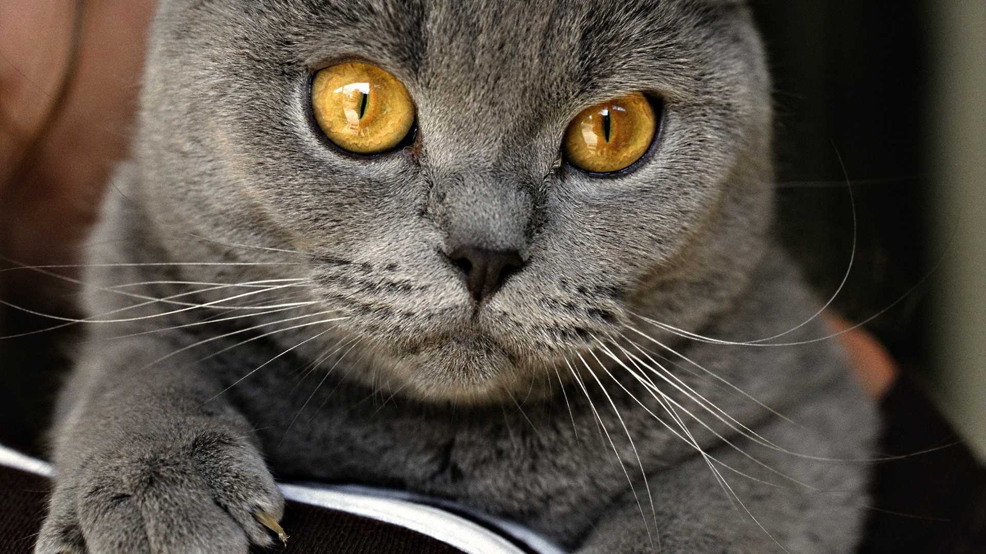Close-up of a British Shorthair cat's face HD Wallpaper