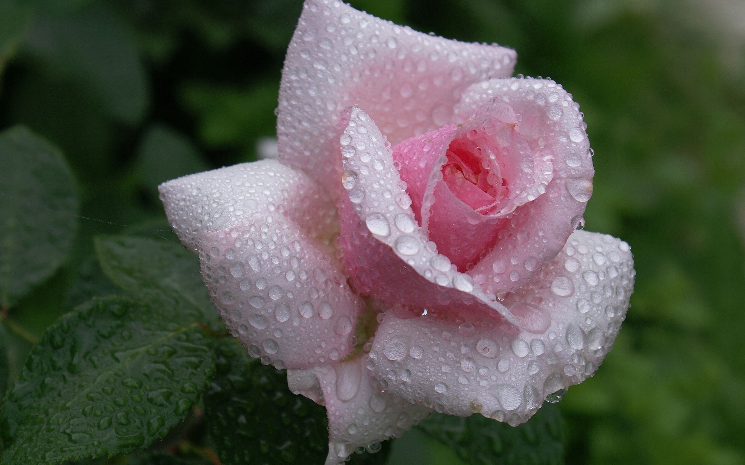 Pink rose with water droplets HD Wallpaper