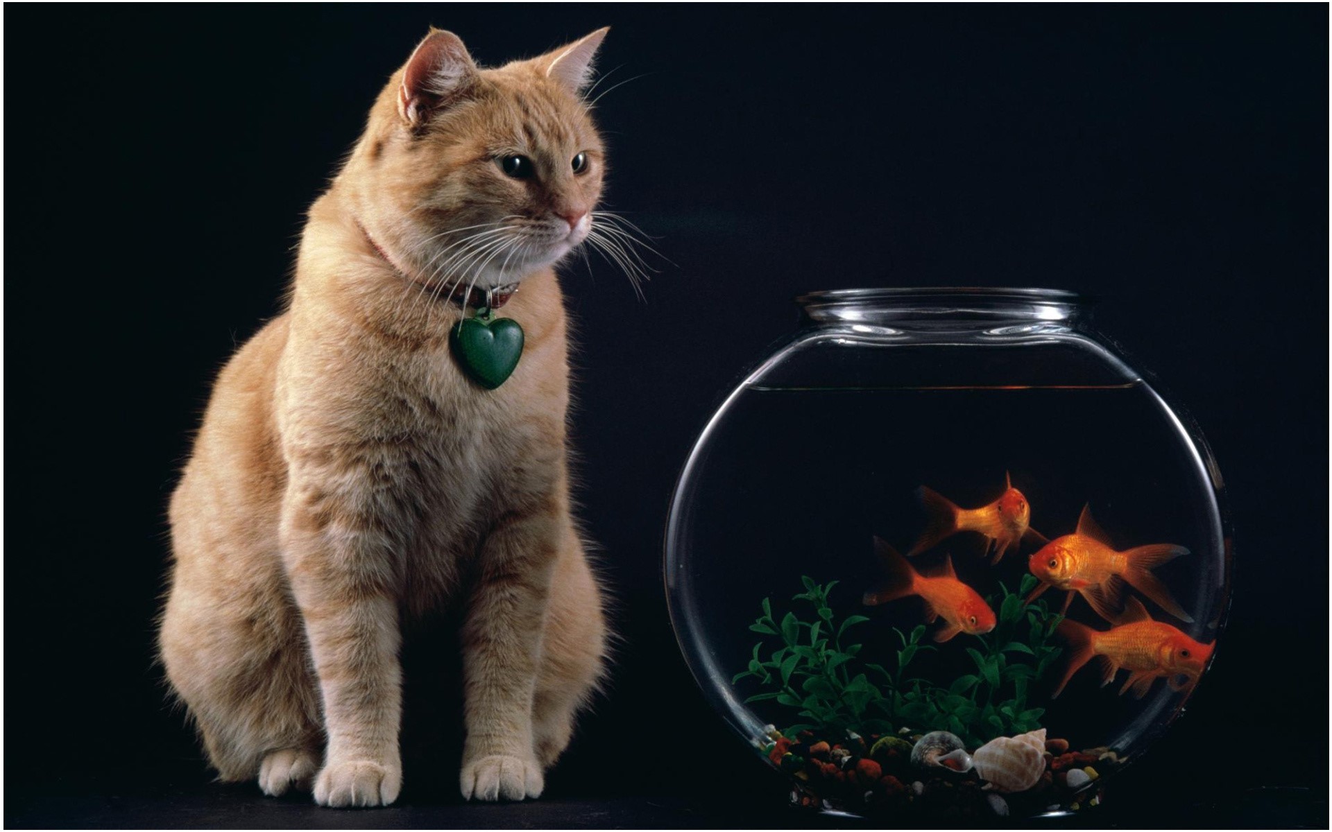 Orange cat looking at goldfish in a bowl HD Wallpaper