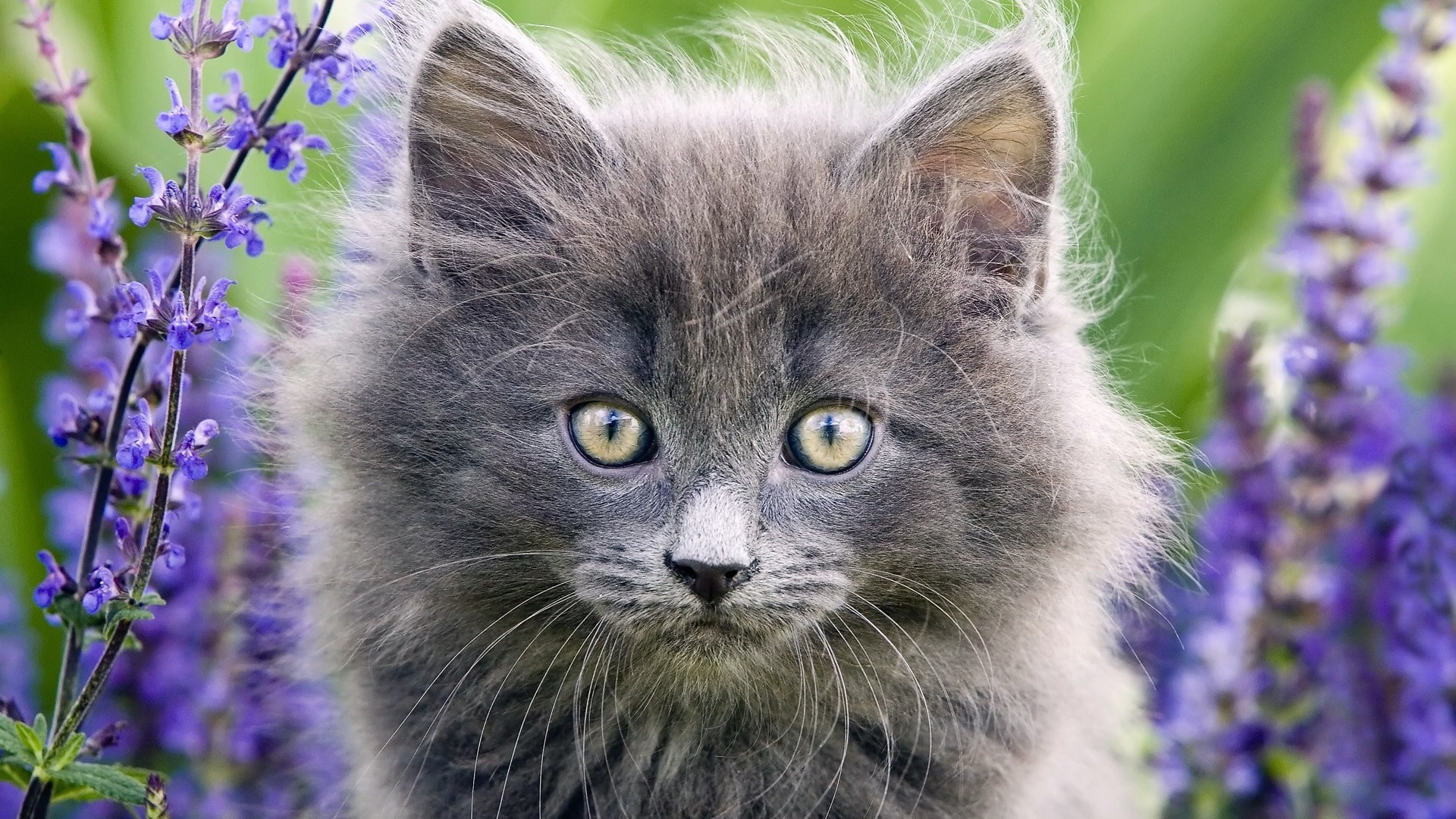 Fluffy gray kitten with yellow eyes in purple flowers HD Wallpaper