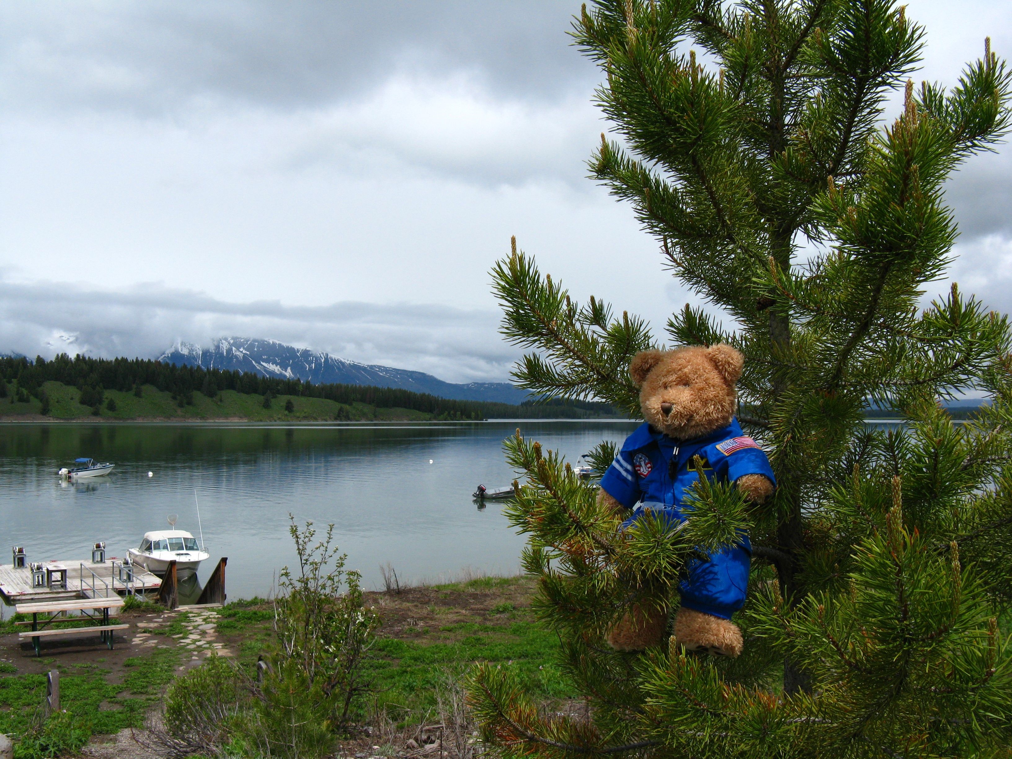 Teddy bear in a blue astronaut suit on a tree HD Wallpaper