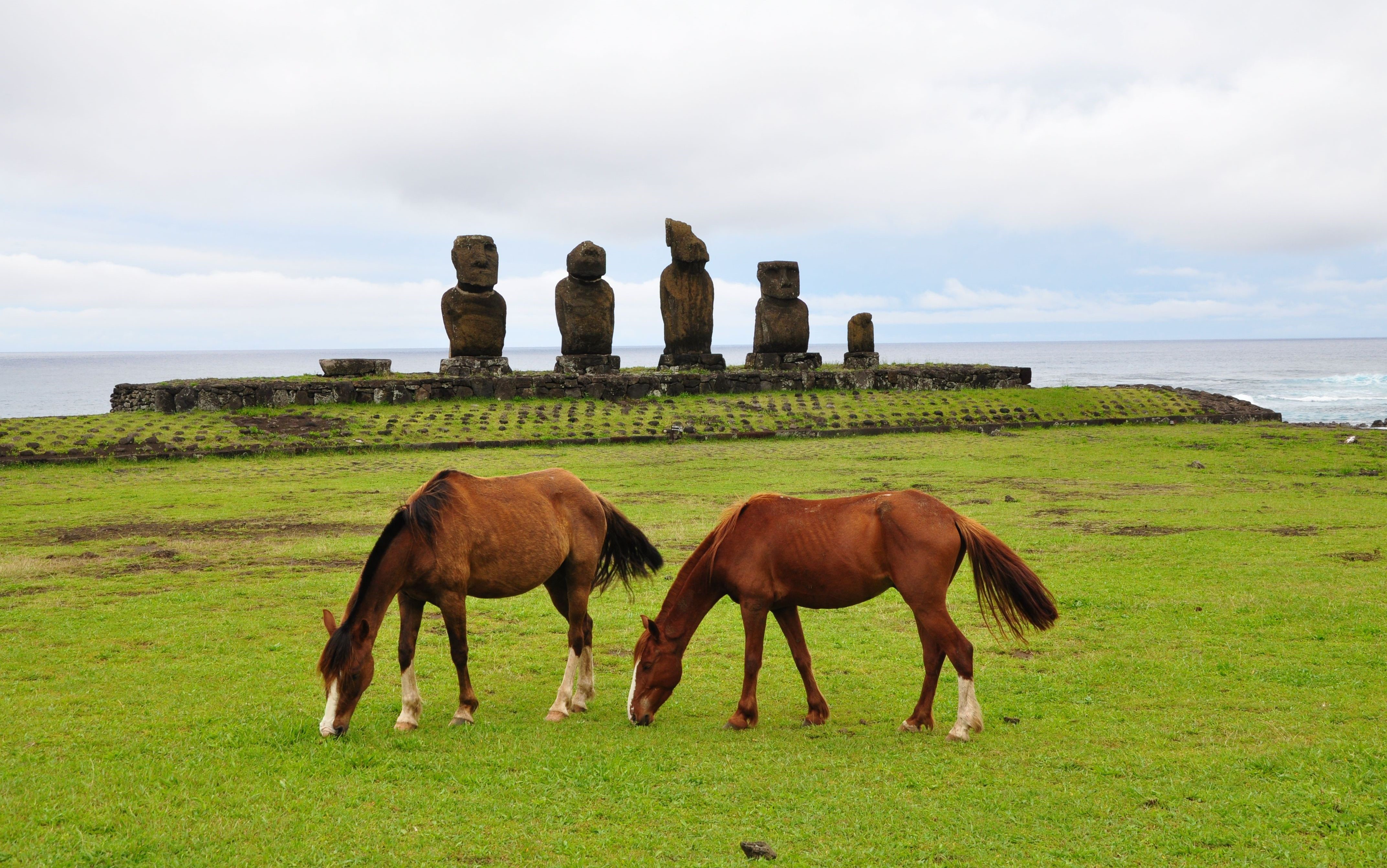 Horses grazing near Moai statues on Easter Island HD Wallpaper