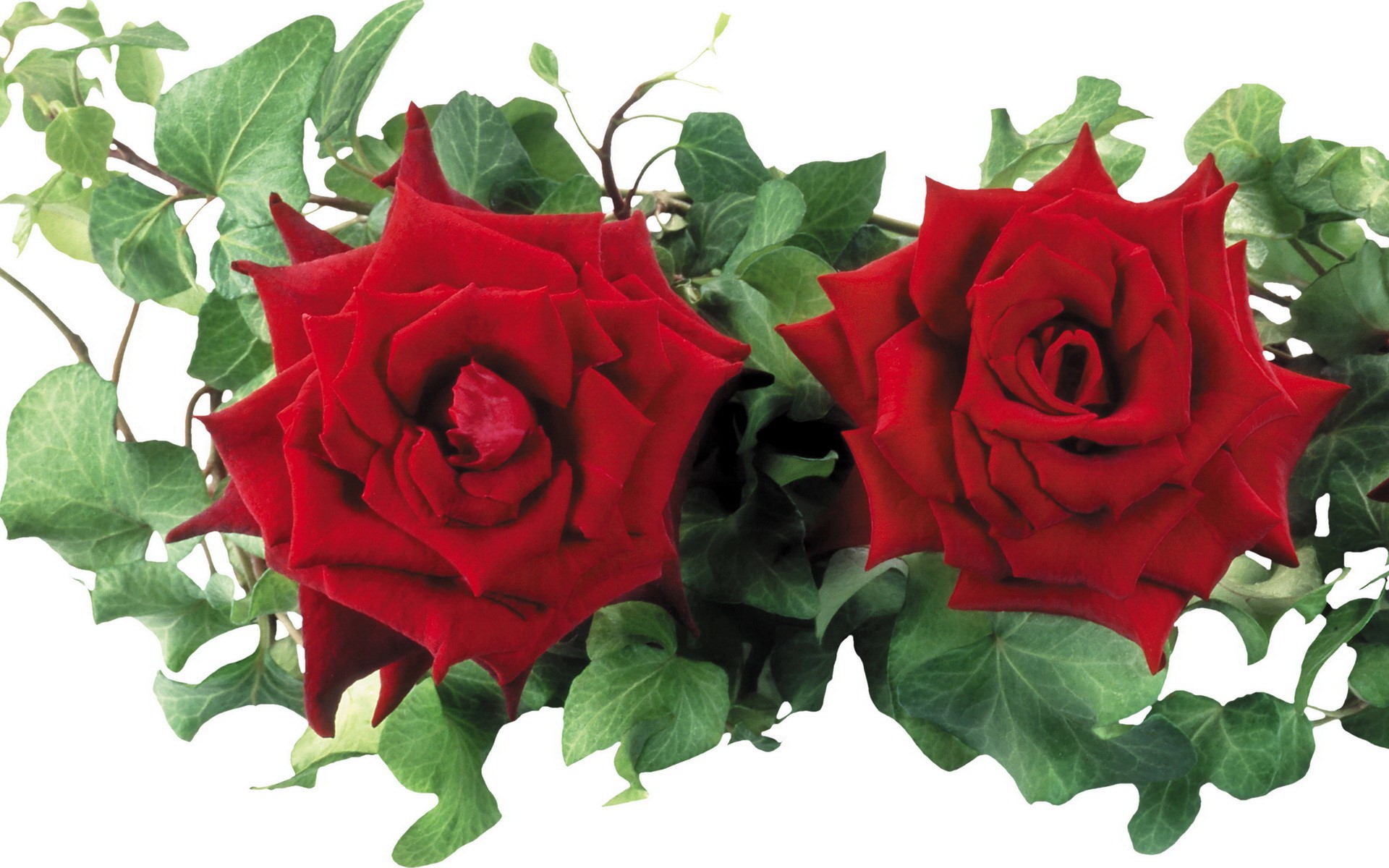 Two red roses with ivy HD Wallpaper