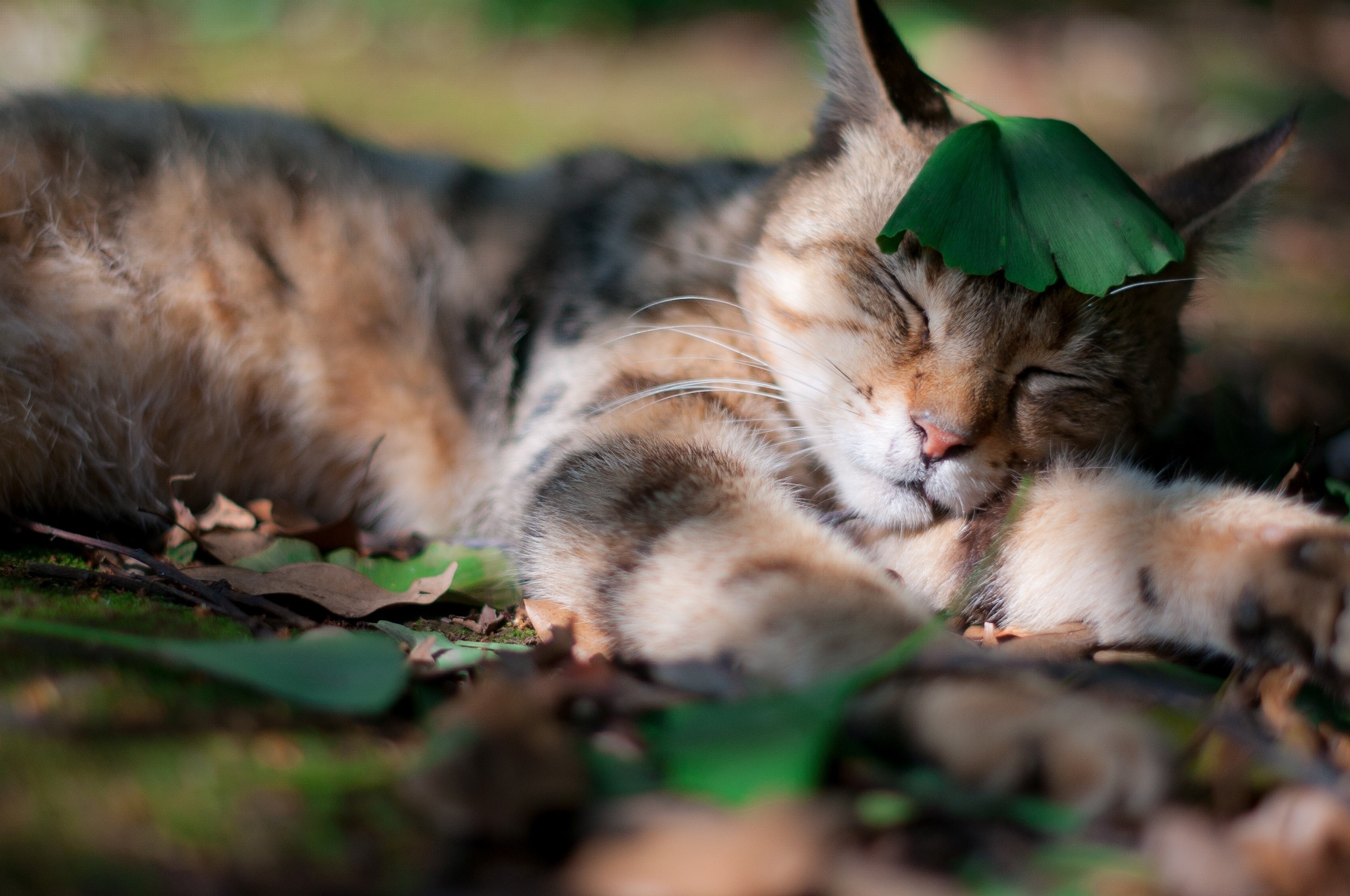 Cat sleeping with a leaf on its head HD Wallpaper