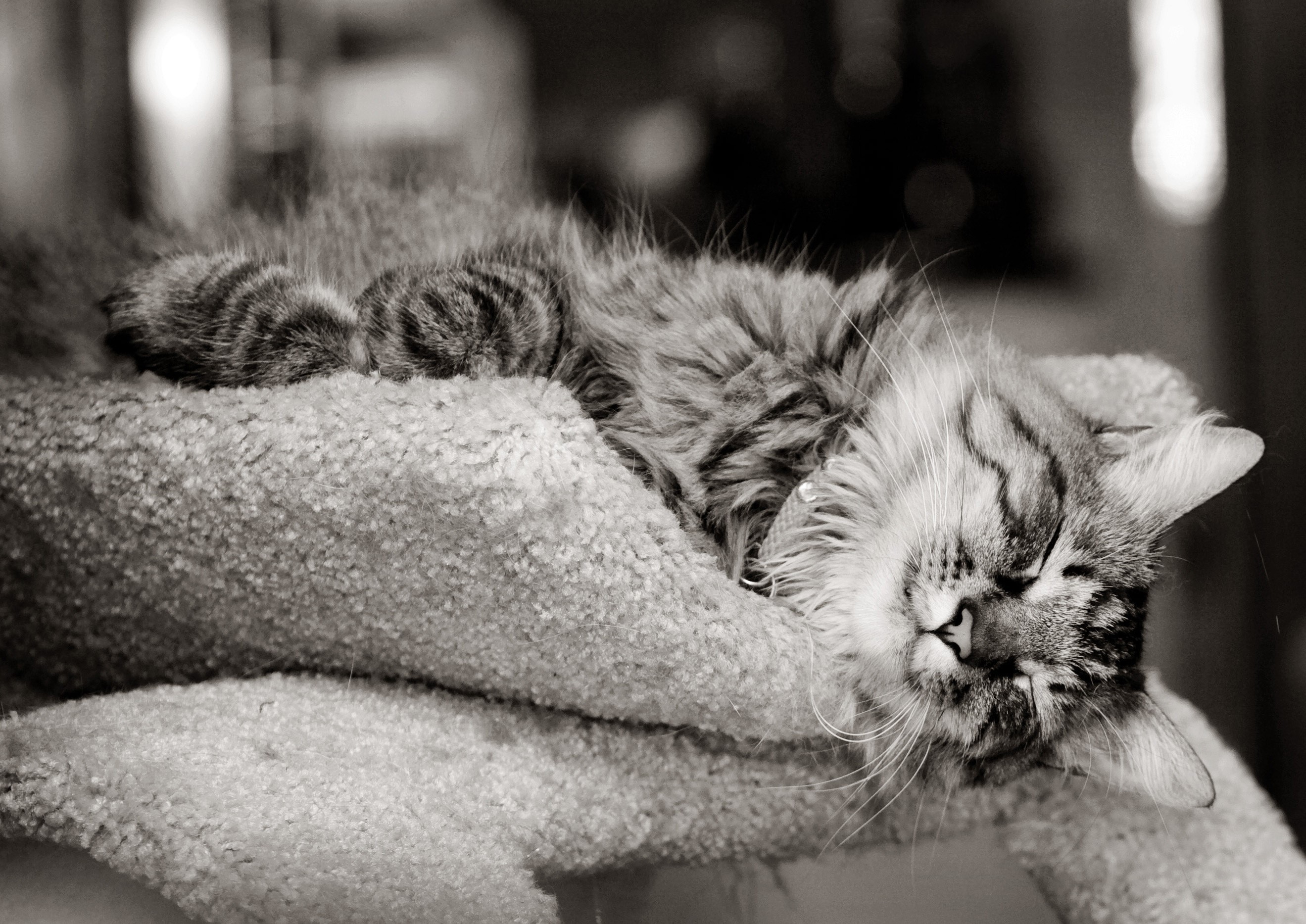 A fluffy cat sleeping on a soft surface HD Wallpaper