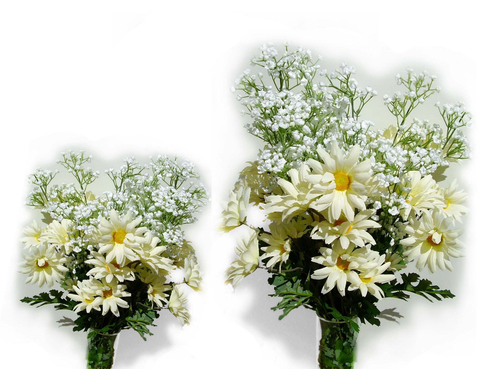 Two bouquets of white daisies and baby's breath HD Wallpaper