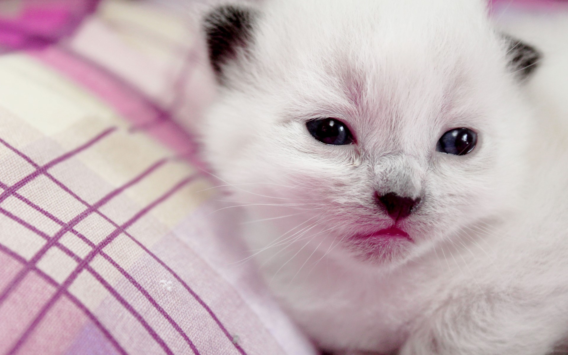 Close-up of a fluffy white kitten with blue eyes HD Wallpaper