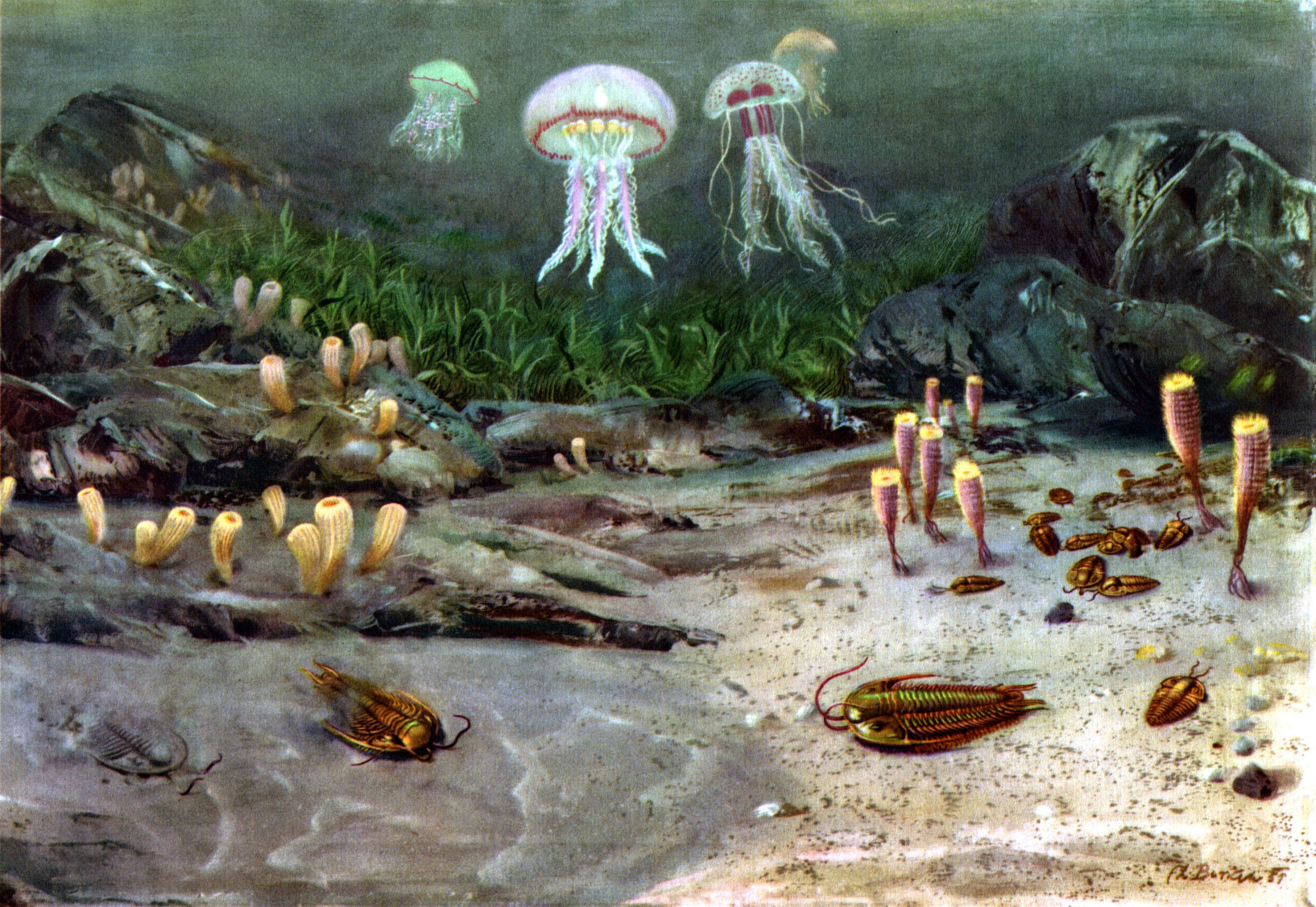 Ancient underwater scene with jellyfish and trilobites HD Wallpaper
