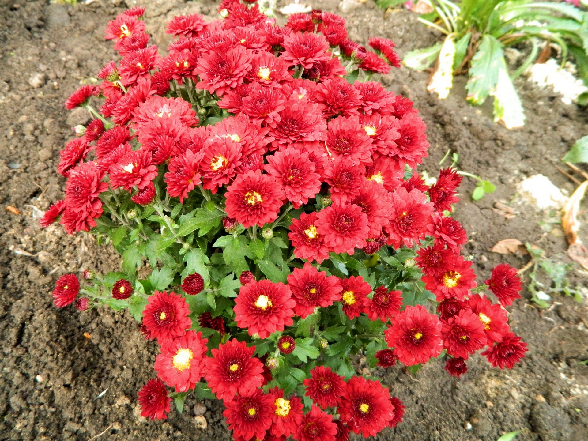 Red Chrysanthemums in Soil HD Wallpaper