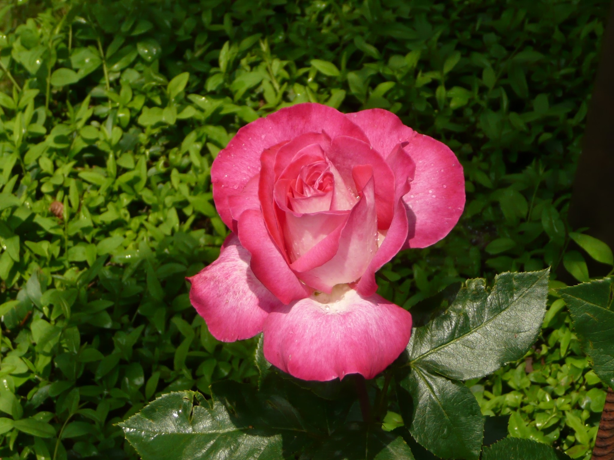Pink and white rose with water droplets HD Wallpaper