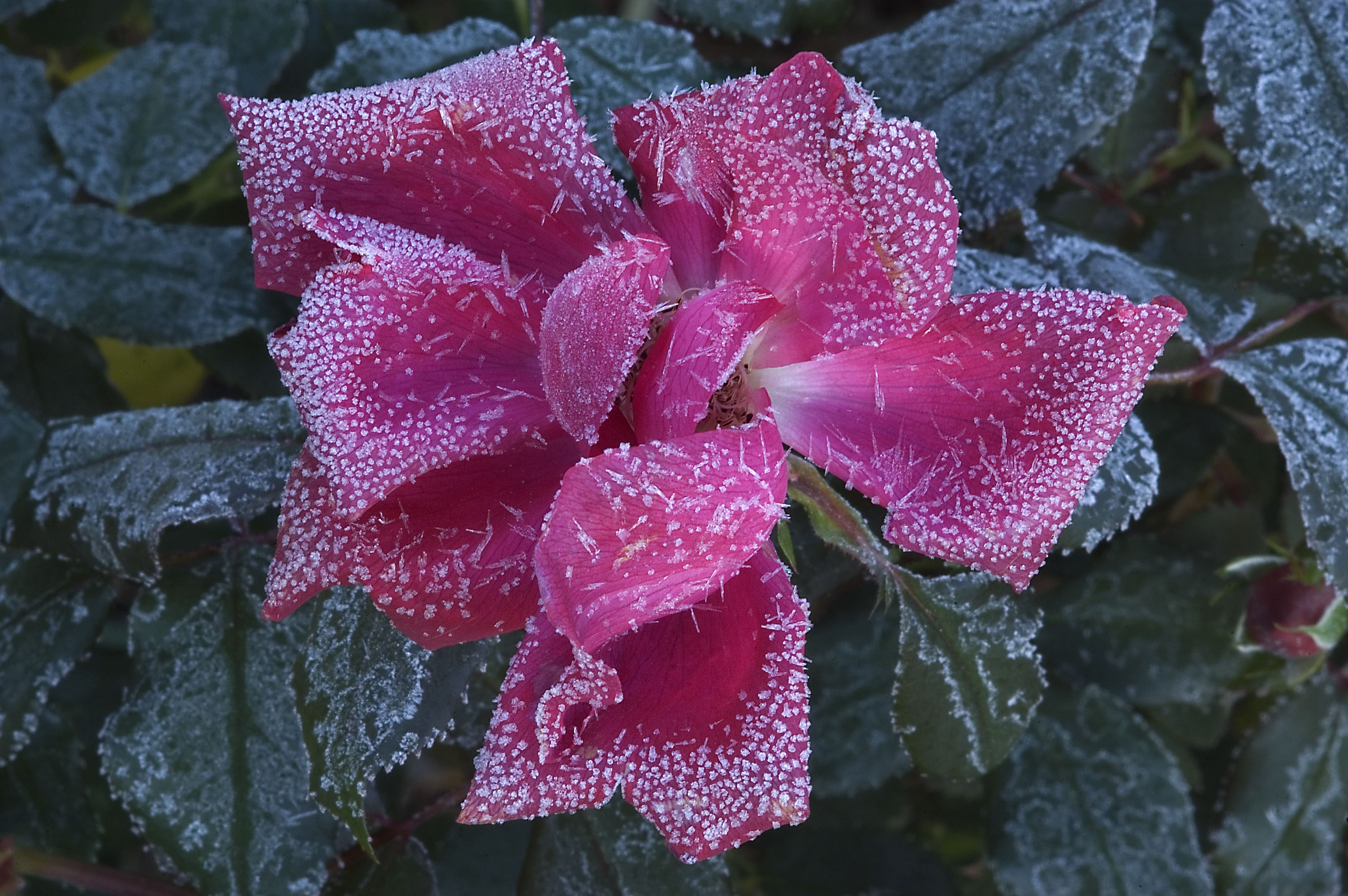 Pink rose covered in frost HD Wallpaper
