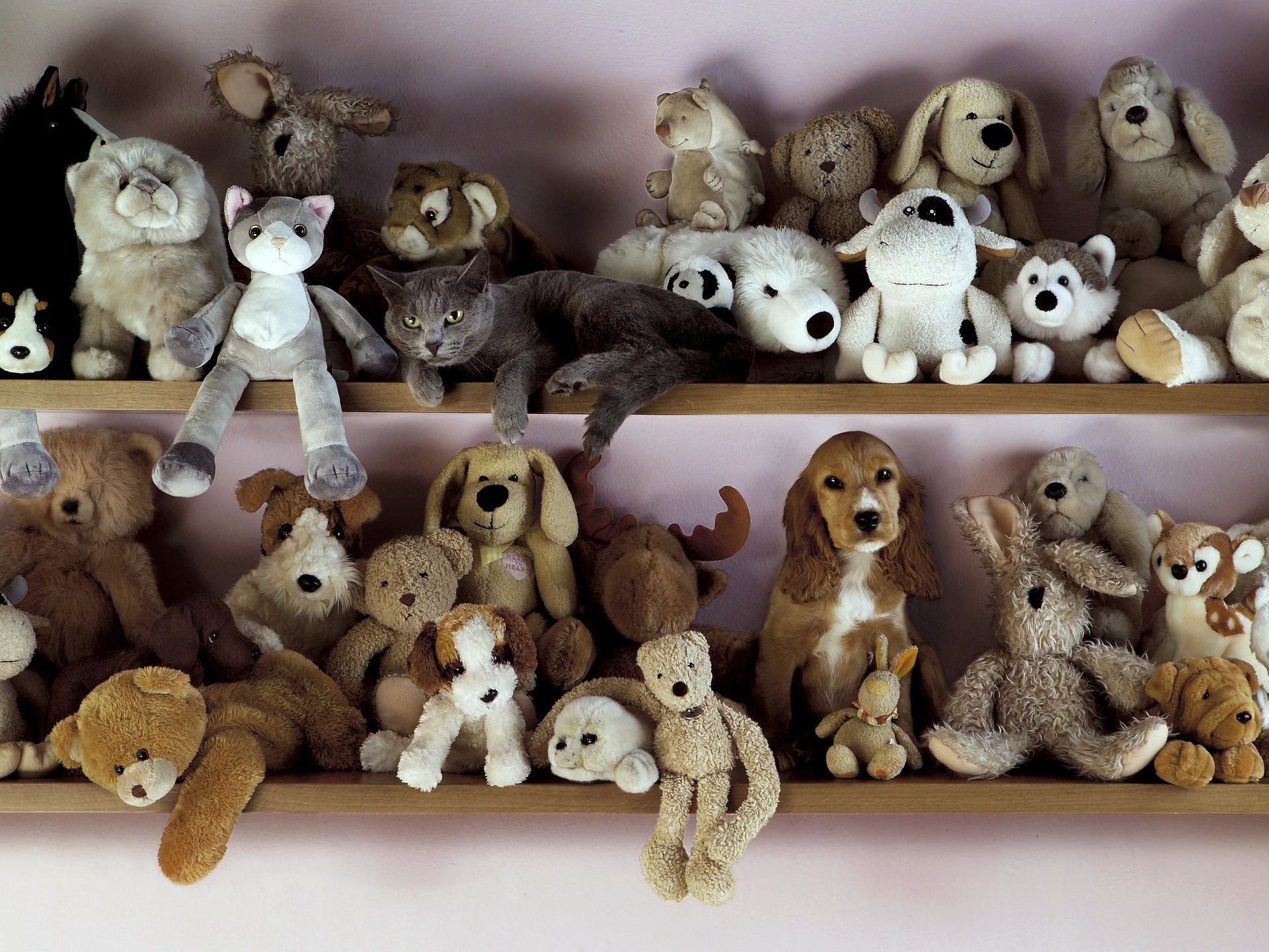 Collection of stuffed animals and a real cat on shelves HD Wallpaper