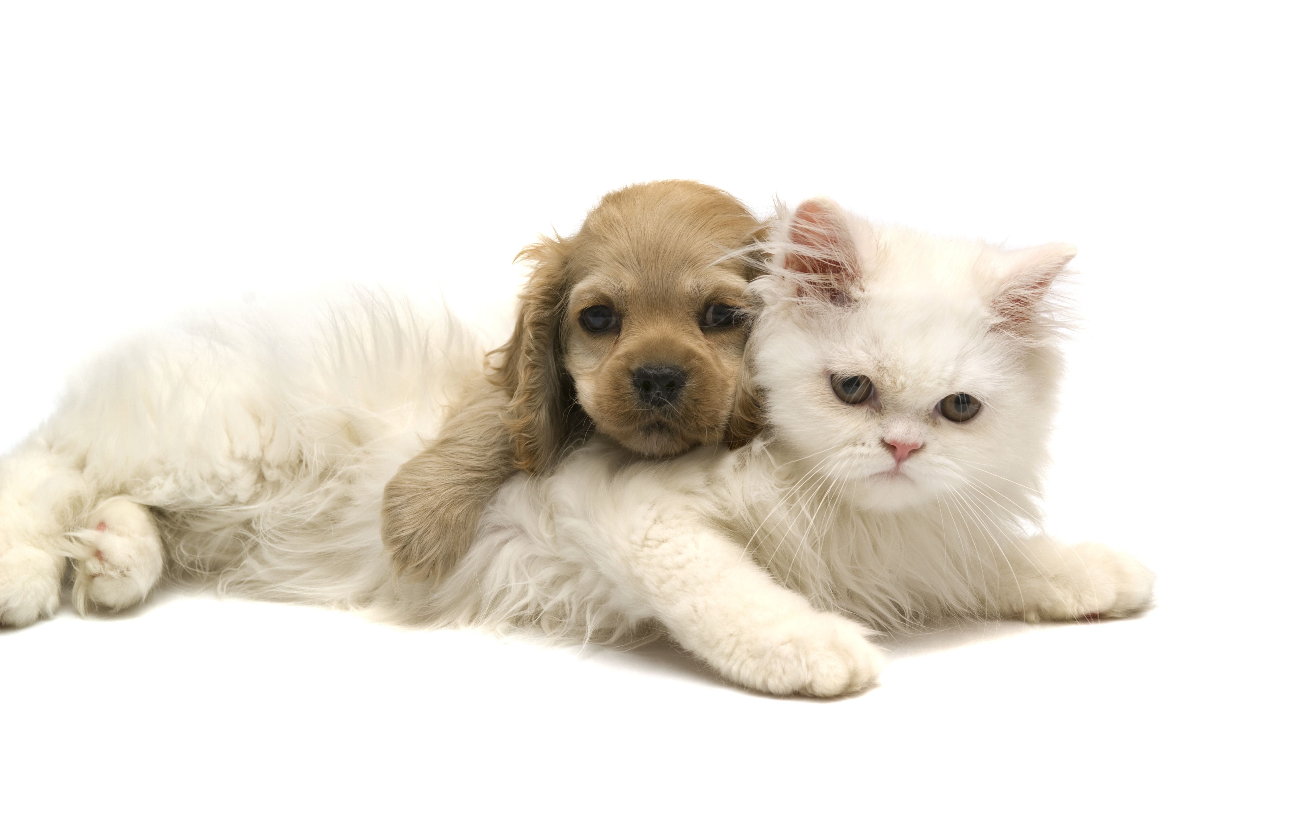 Puppy hugging a white cat HD Wallpaper