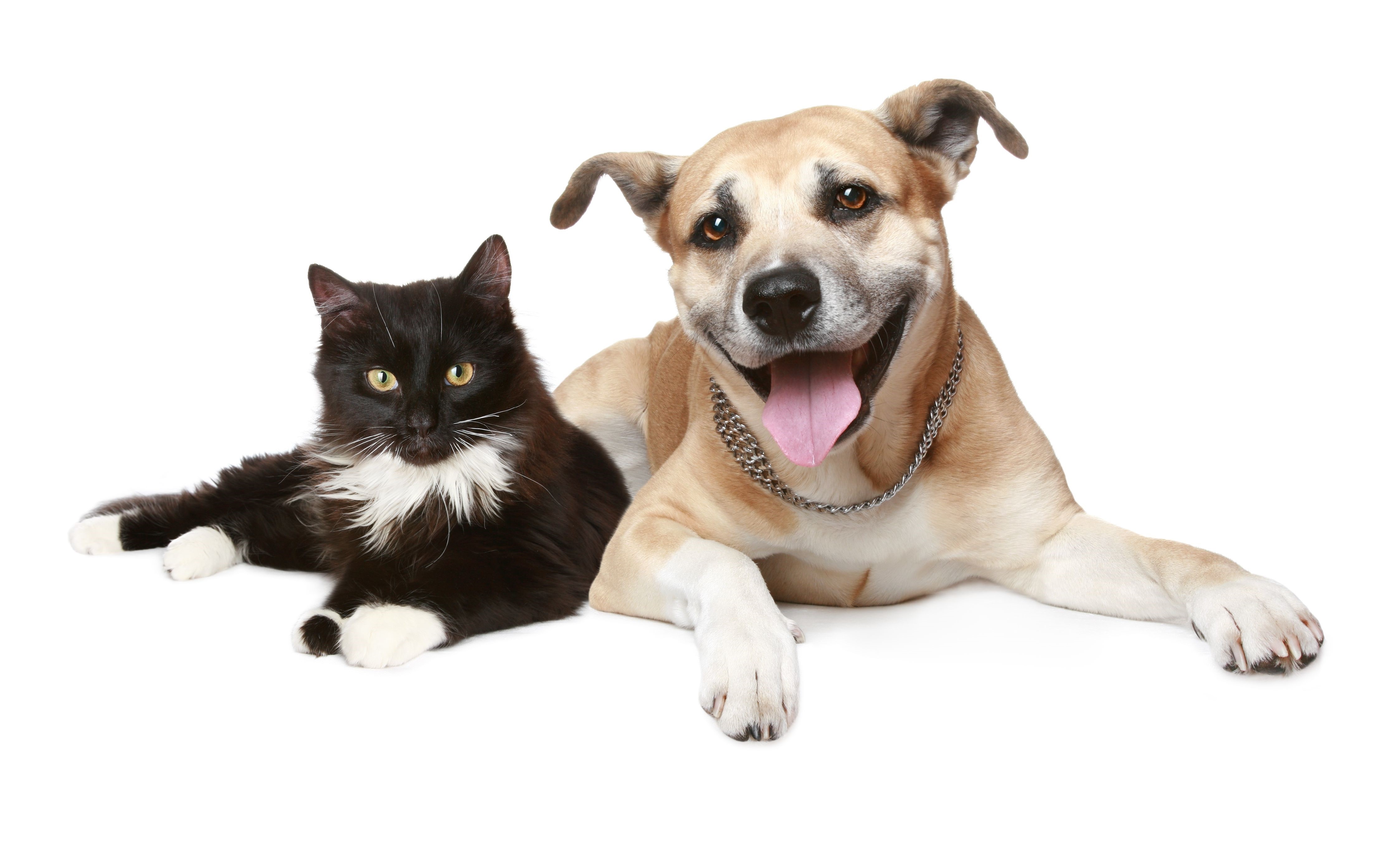 Black and white cat with a tan dog HD Wallpaper