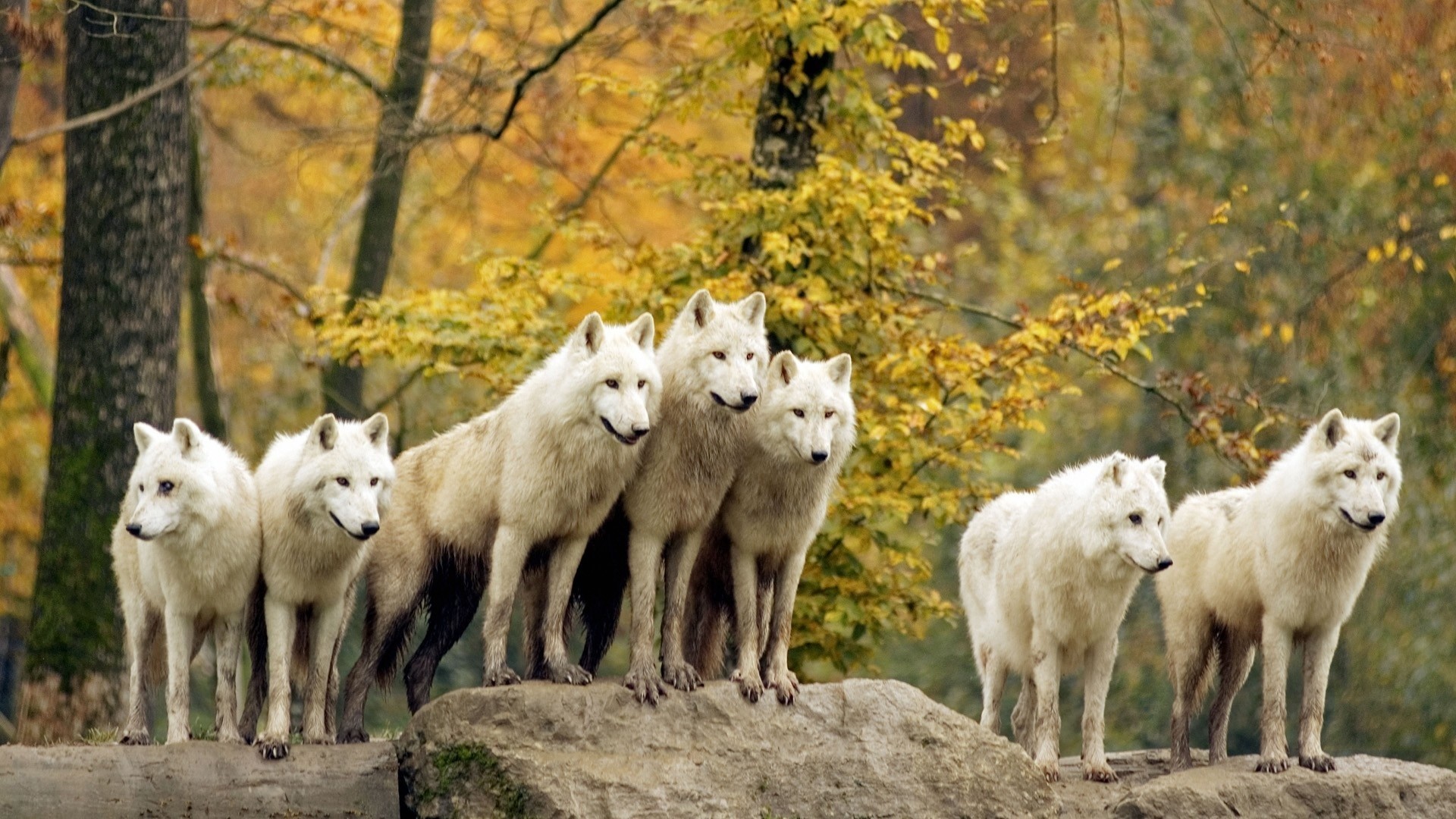 A pack of white wolves in an autumn forest HD Wallpaper