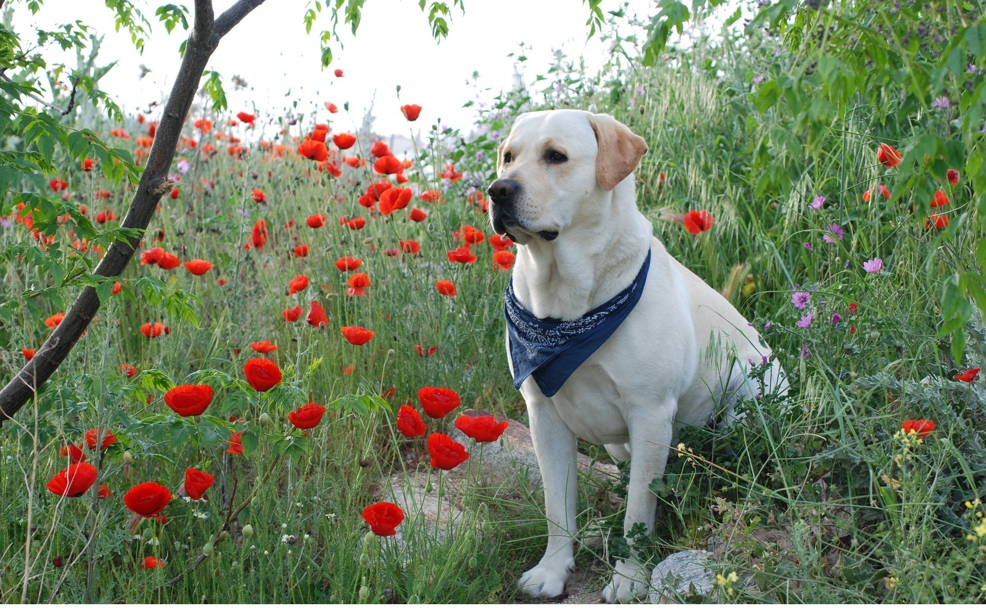 Yellow Labrador Retriever in a field of poppies HD Wallpaper