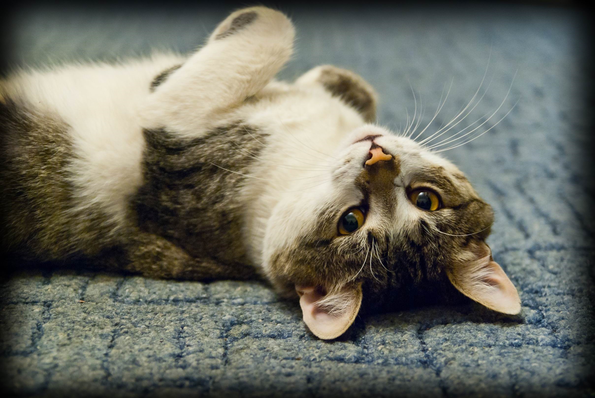 A tabby cat lies on its back on a blue carpet HD Wallpaper