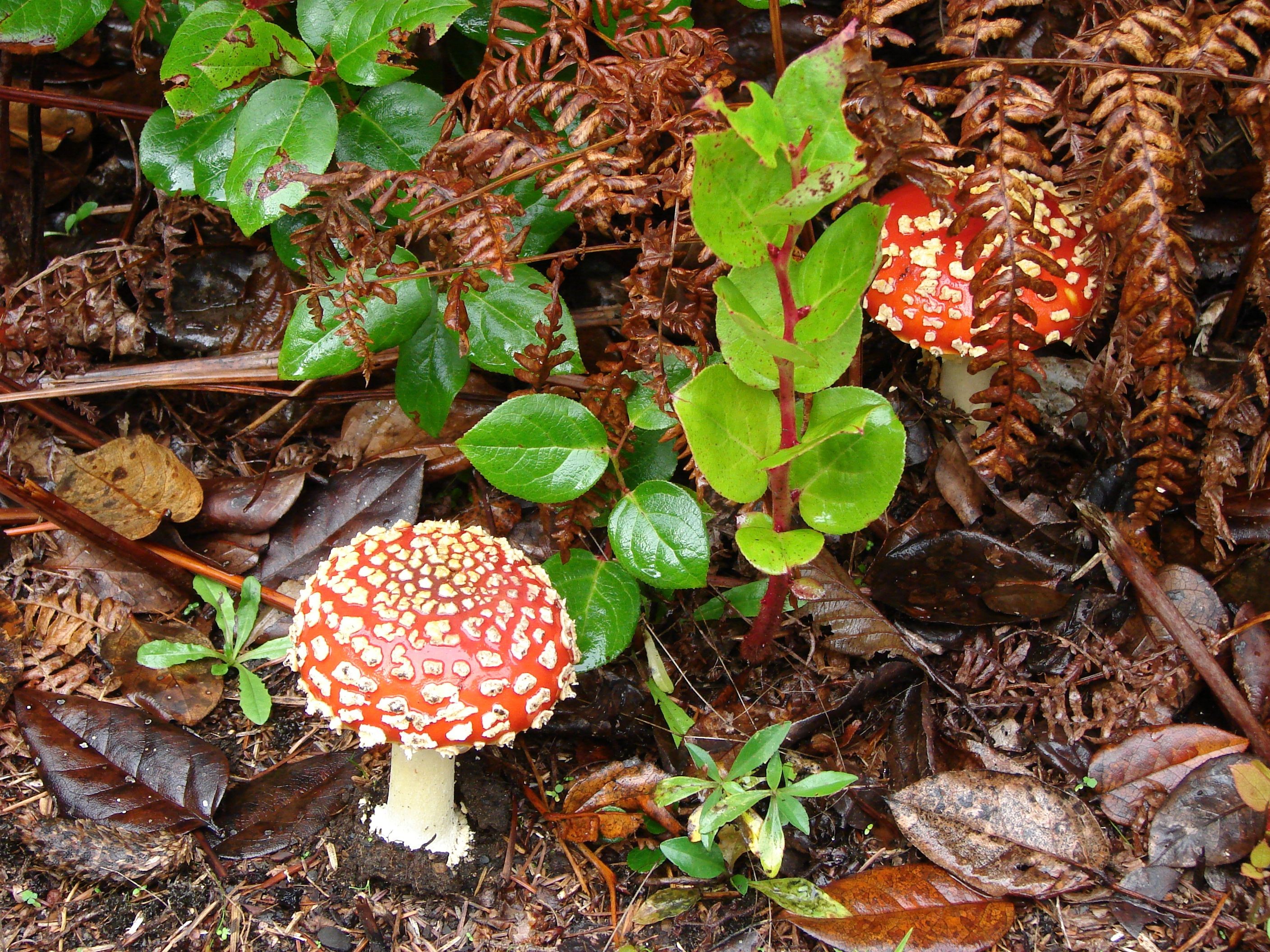Two red and white Amanita mushrooms in forest floor HD Wallpaper