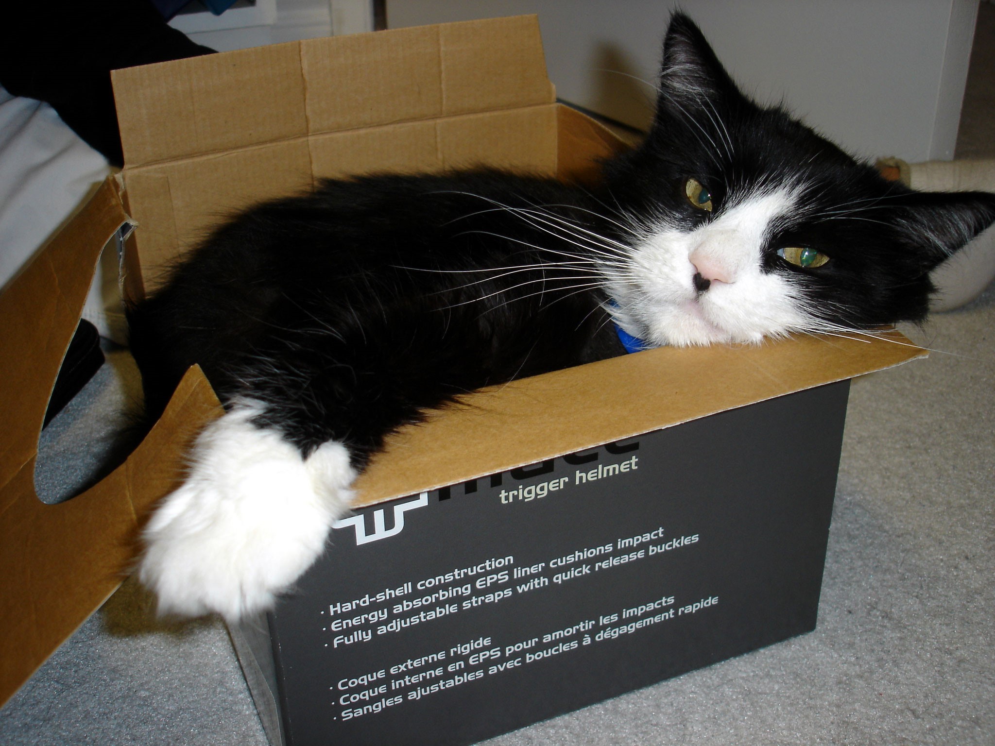 Black and white cat in a cardboard box HD Wallpaper