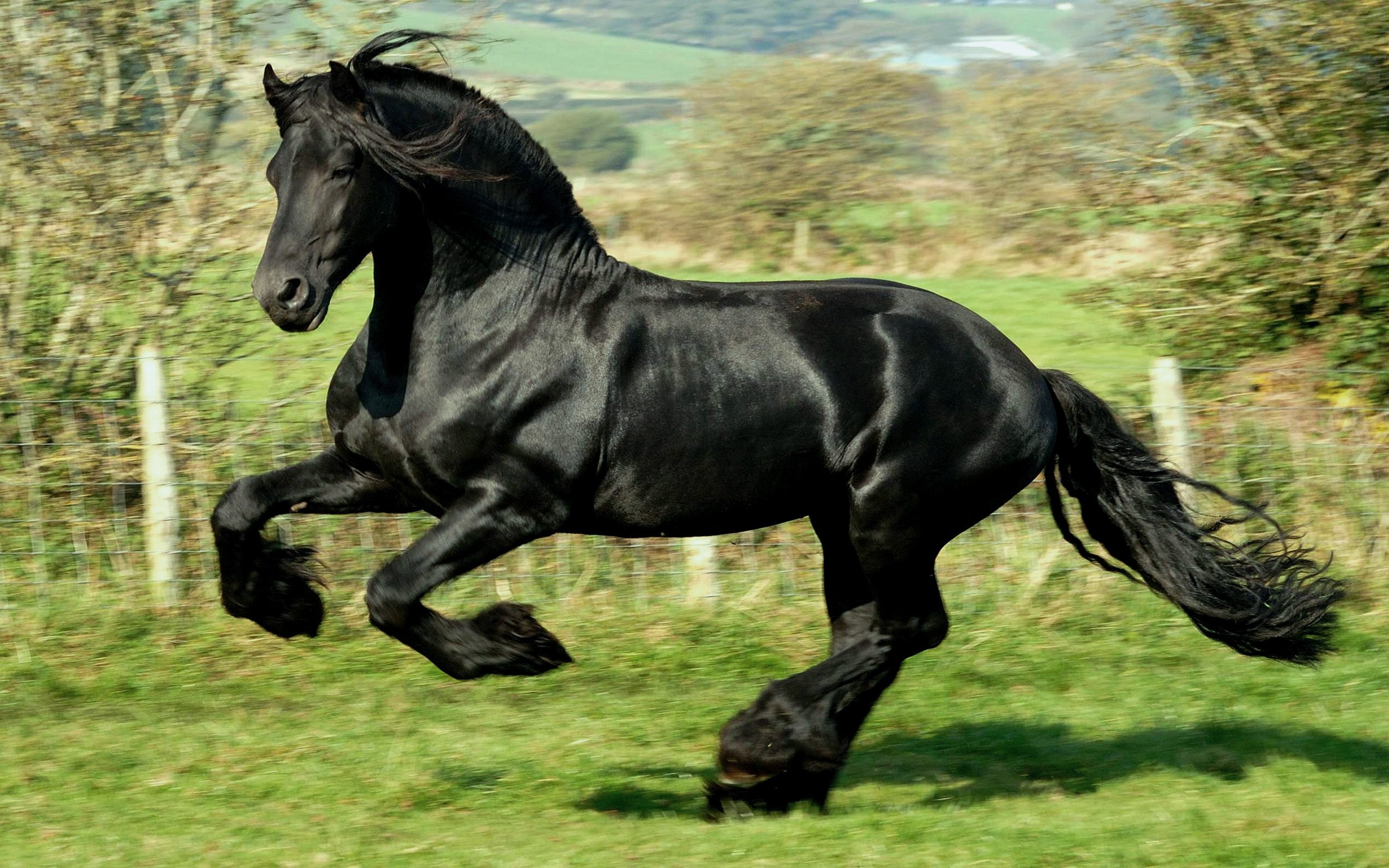 A black Friesian horse running in a field HD Wallpaper