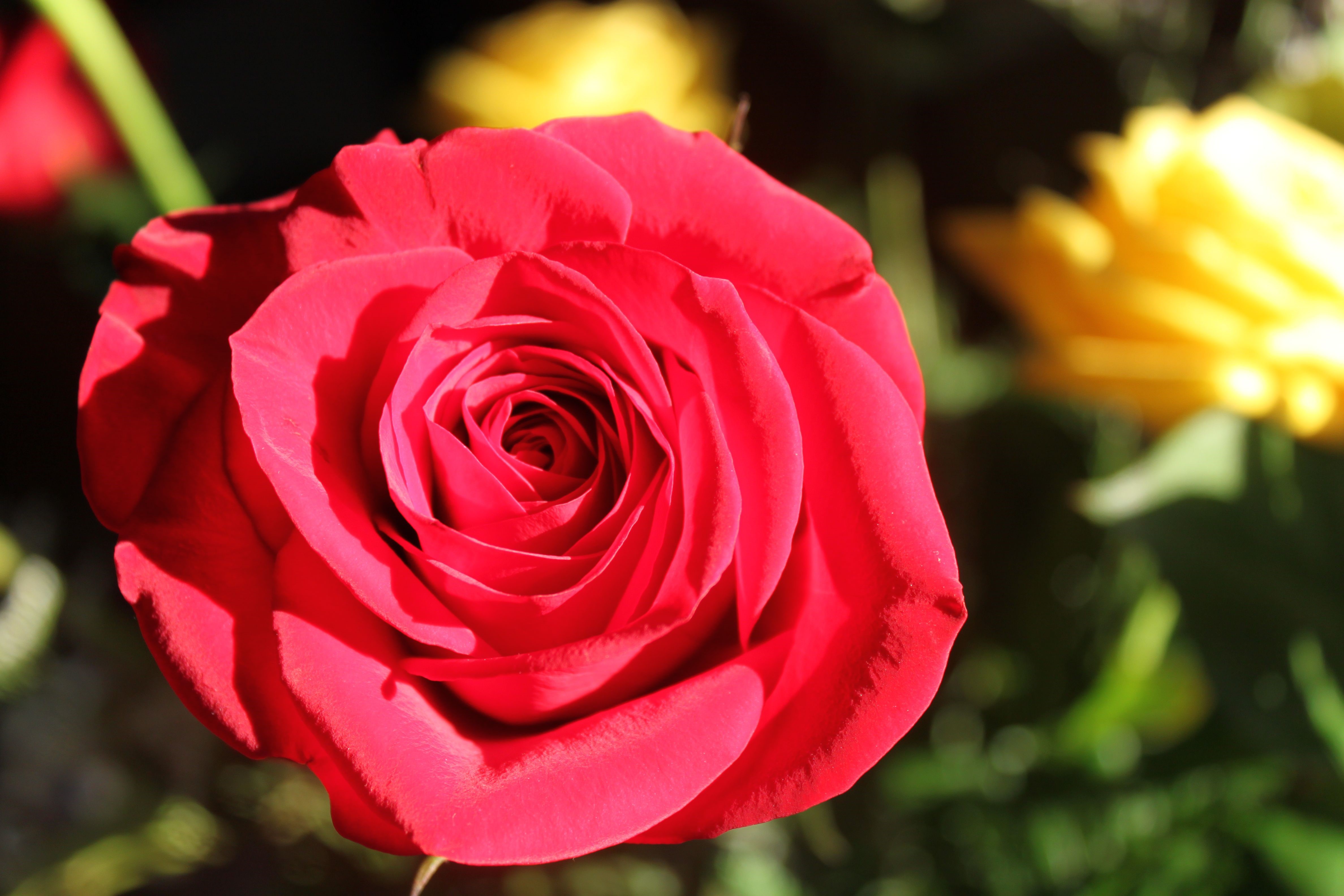 Red Rose with Yellow Flowers HD Wallpaper