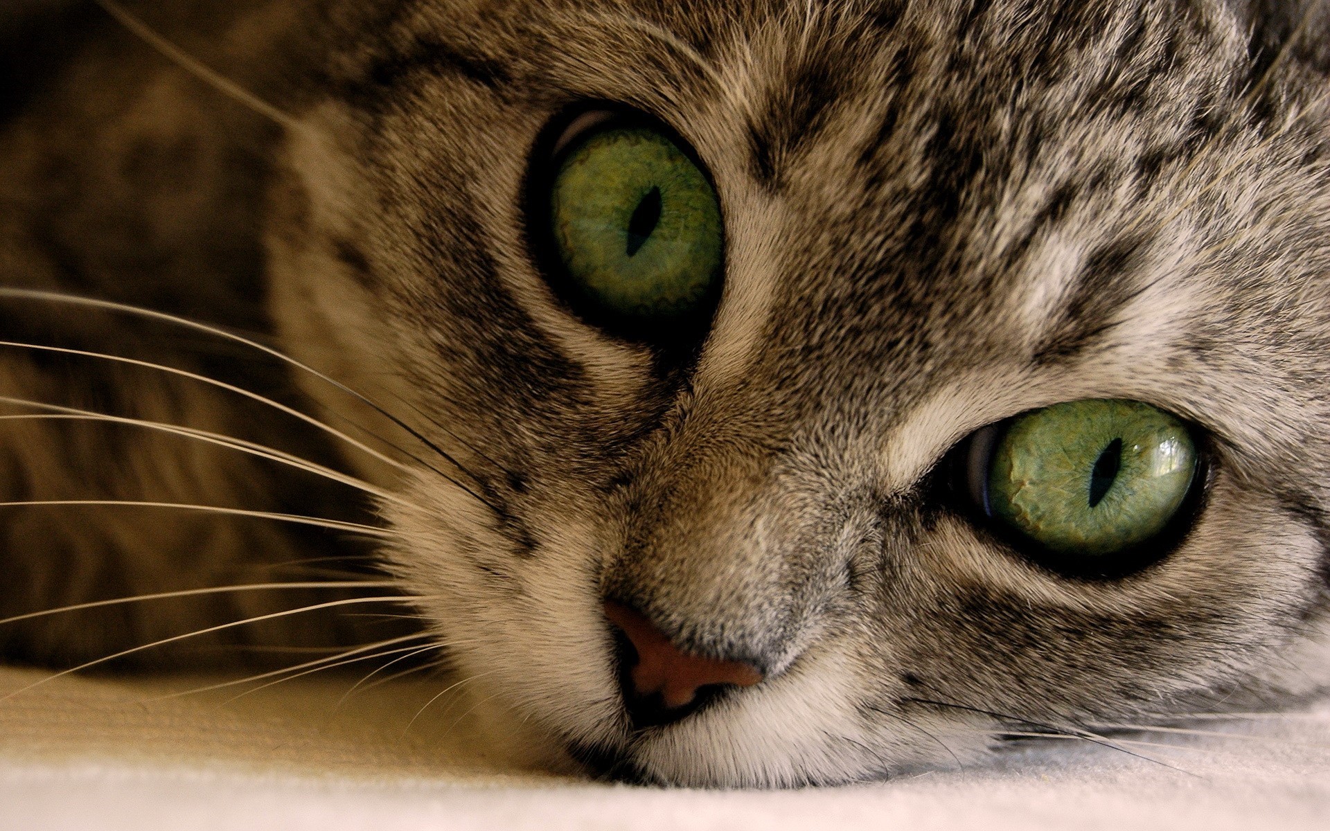 Close-up of a tabby cat's face with green eyes HD Wallpaper