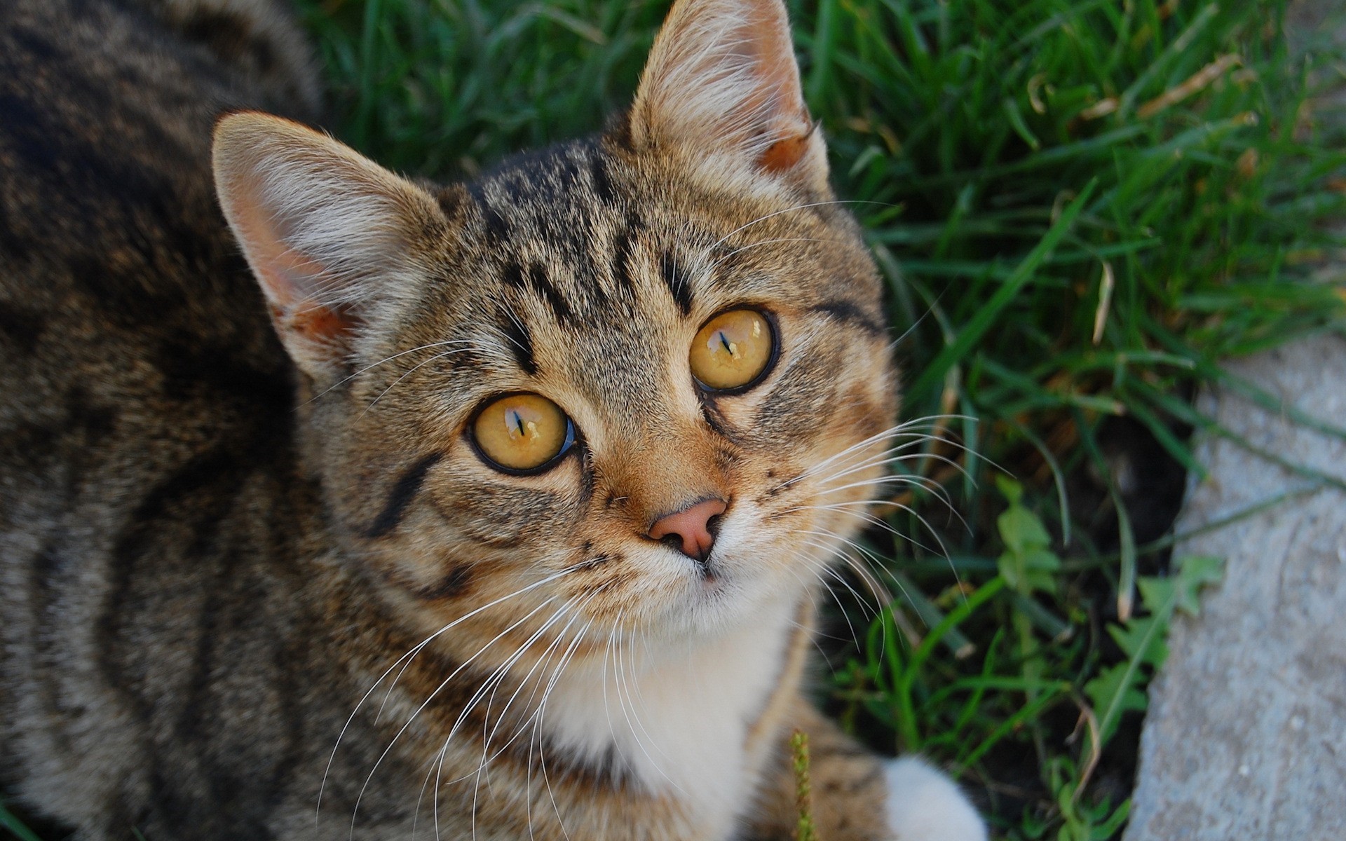 Tabby cat with yellow eyes in grass HD Wallpaper
