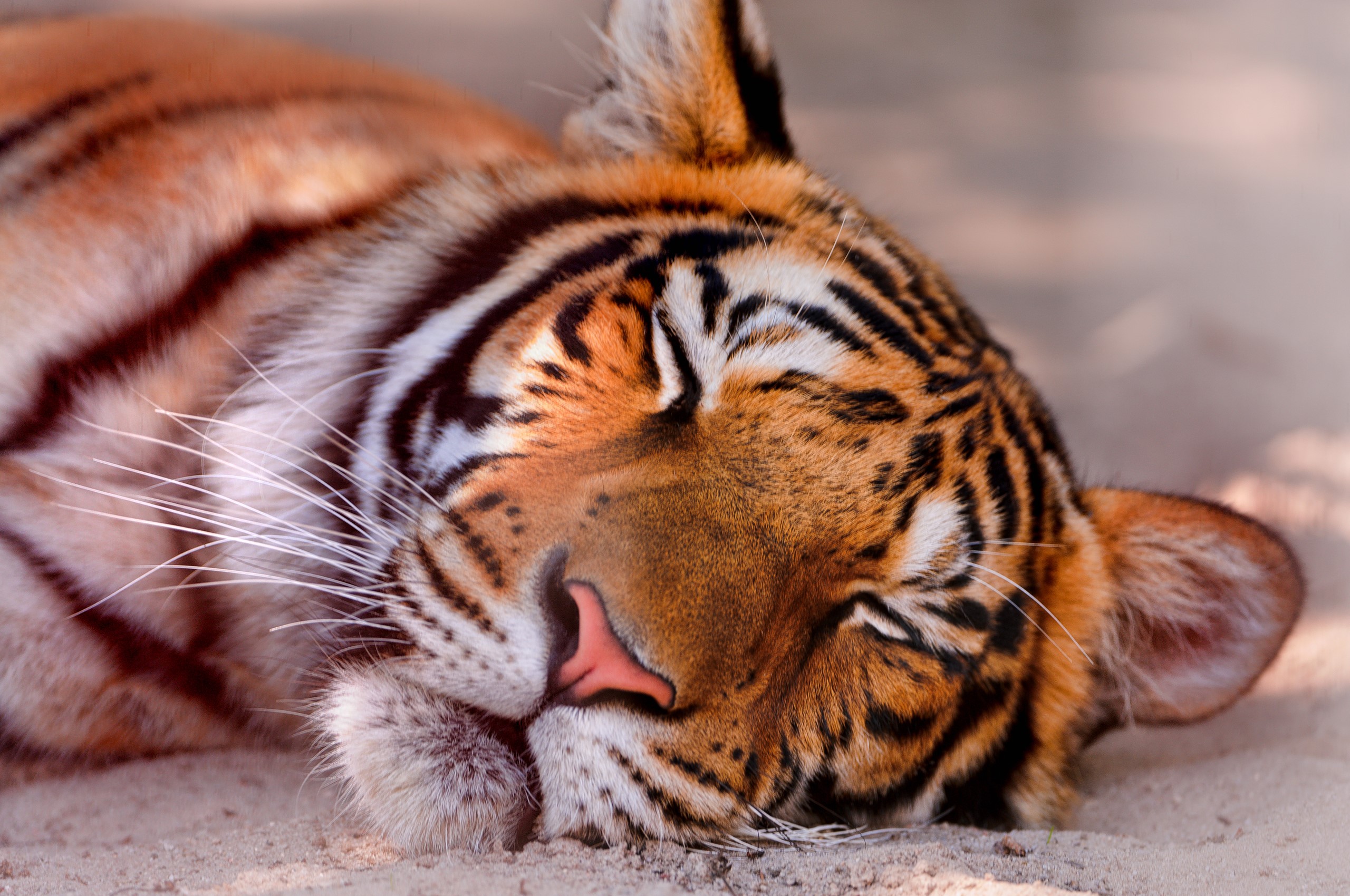 Tiger sleeping on sand HD Wallpaper