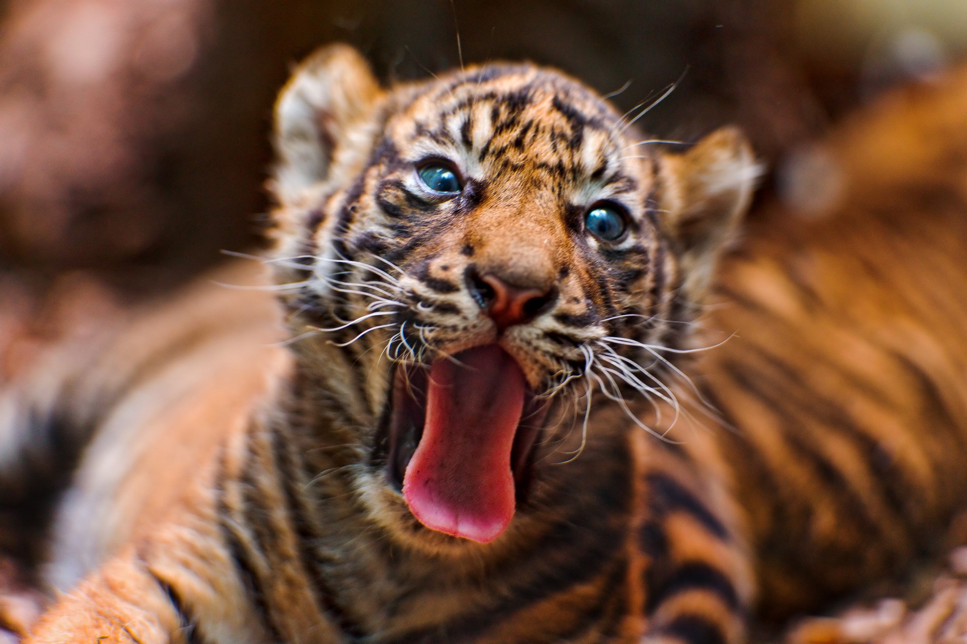 Tiger cub yawning with blue eyes HD Wallpaper