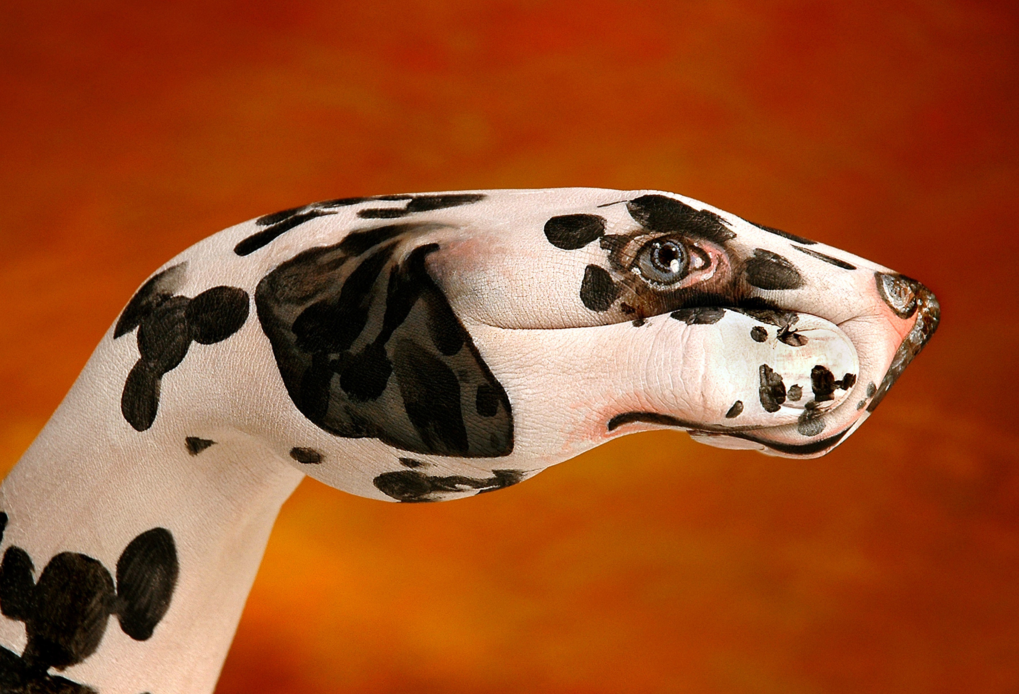 Dalmatian dog painted on a hand HD Wallpaper