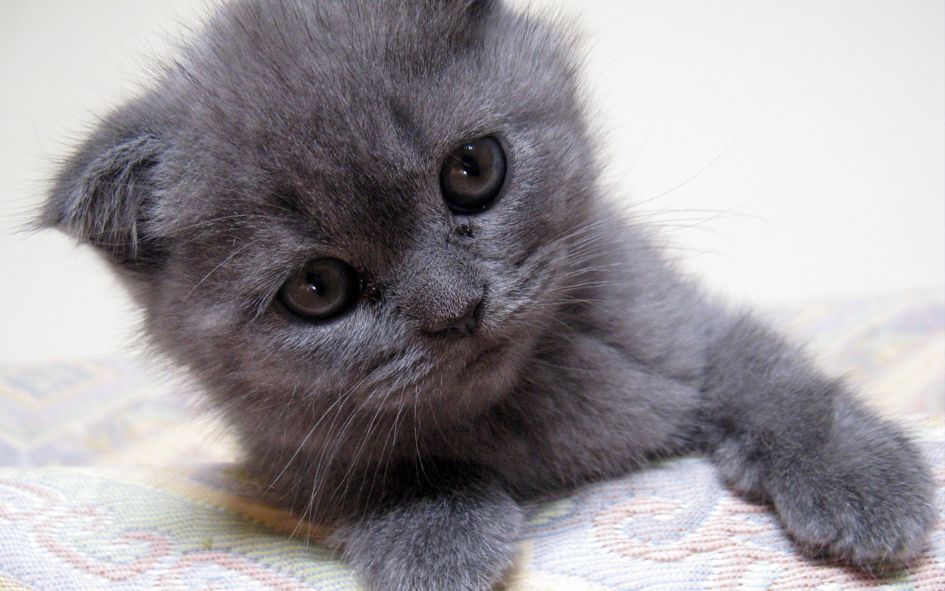 Close-up of a cute grey Scottish Fold kitten HD Wallpaper