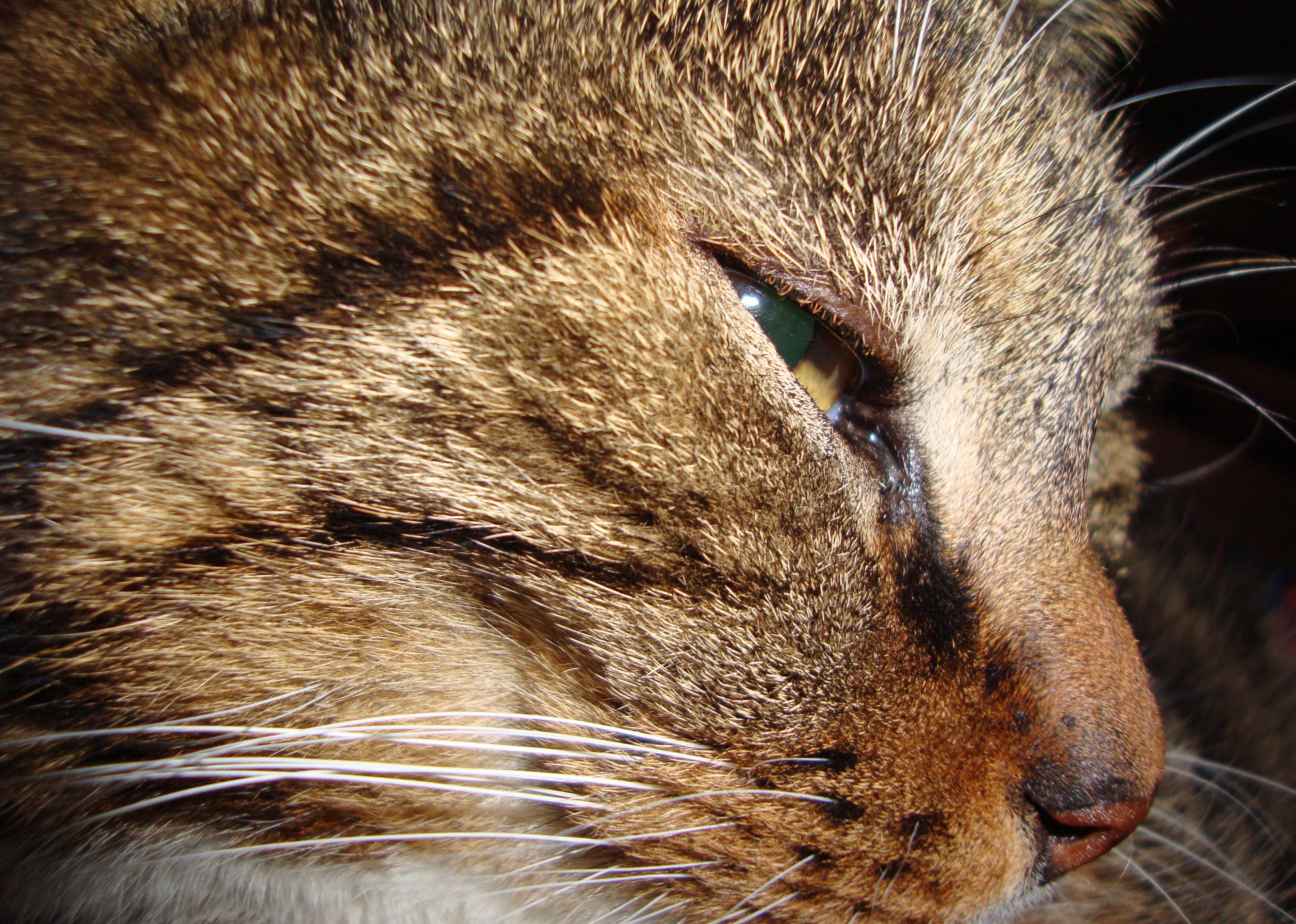 Close-up of a tabby cat's face HD Wallpaper
