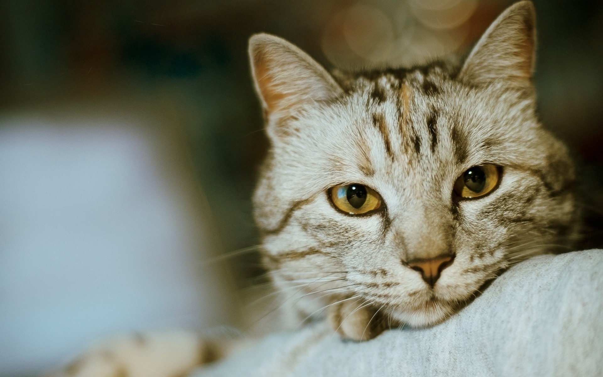 Close-up of a tabby cat's face HD Wallpaper