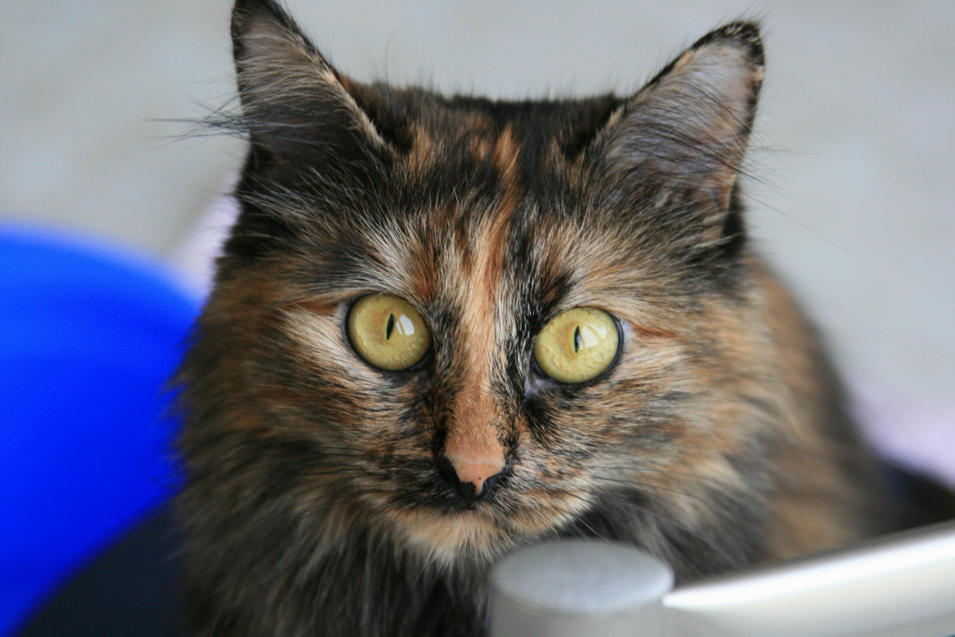 Close-up of a tortoiseshell cat's face HD Wallpaper