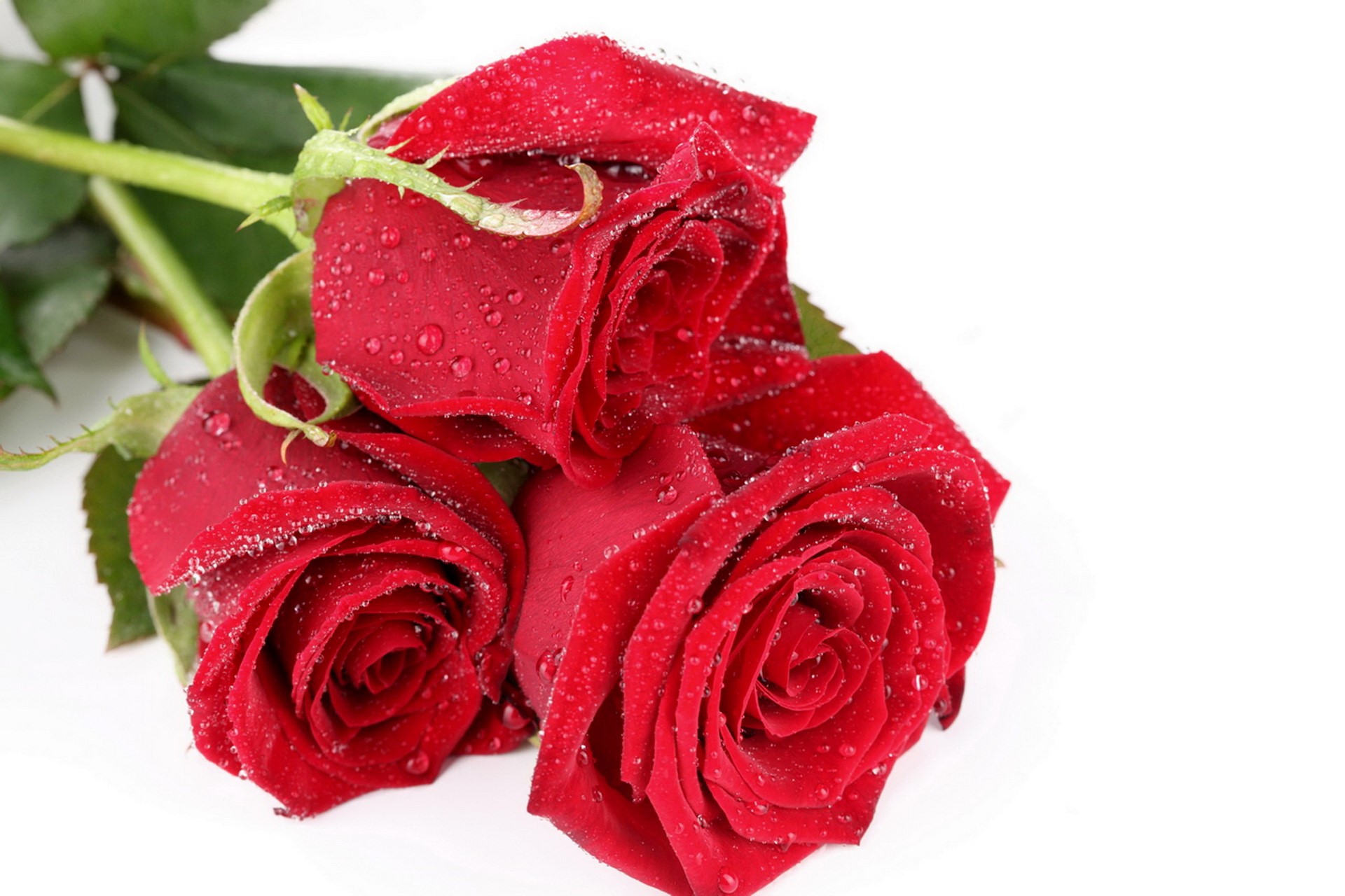 Three red roses with water droplets HD Wallpaper