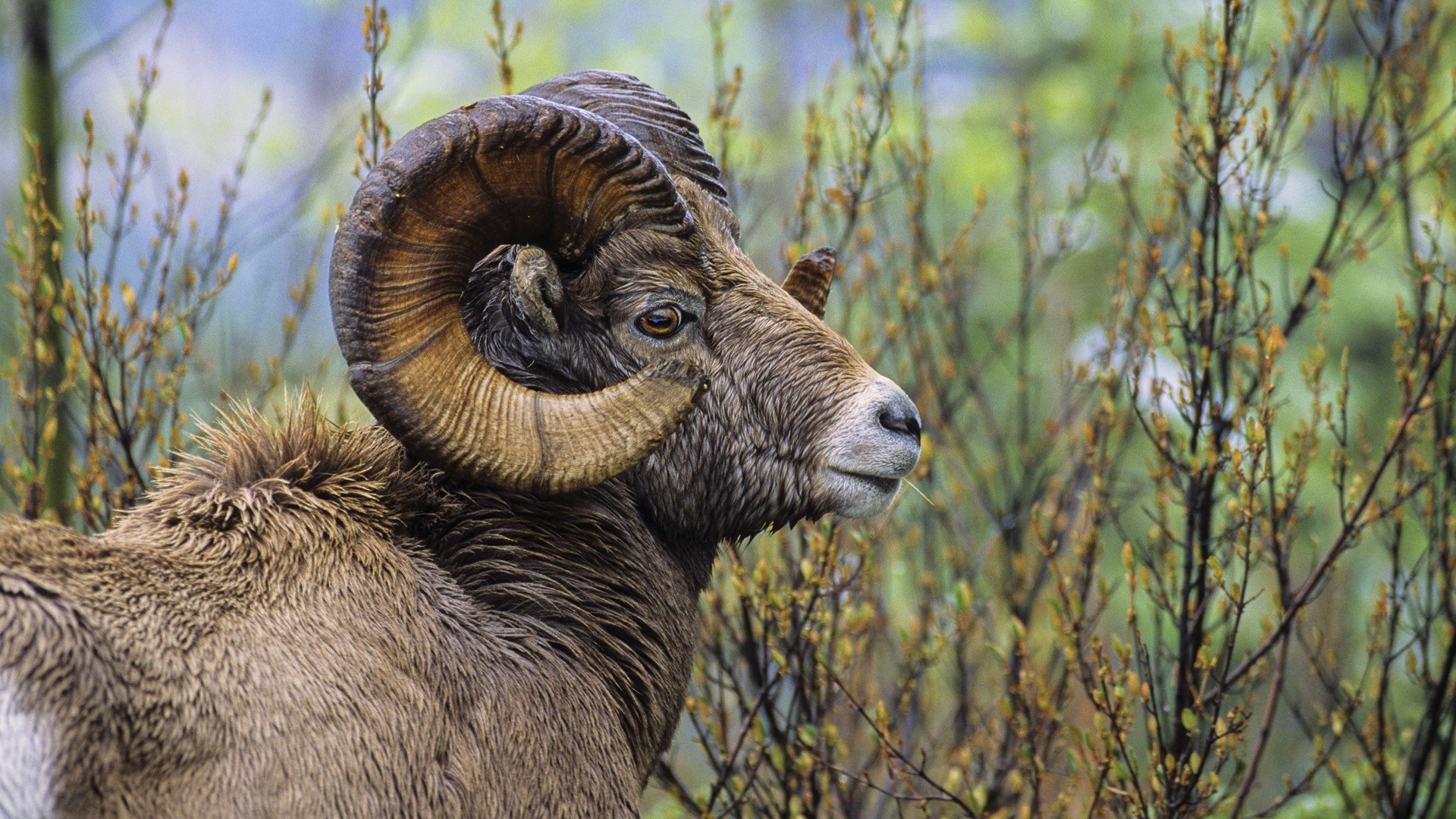Bighorn sheep with large curled horns HD Wallpaper