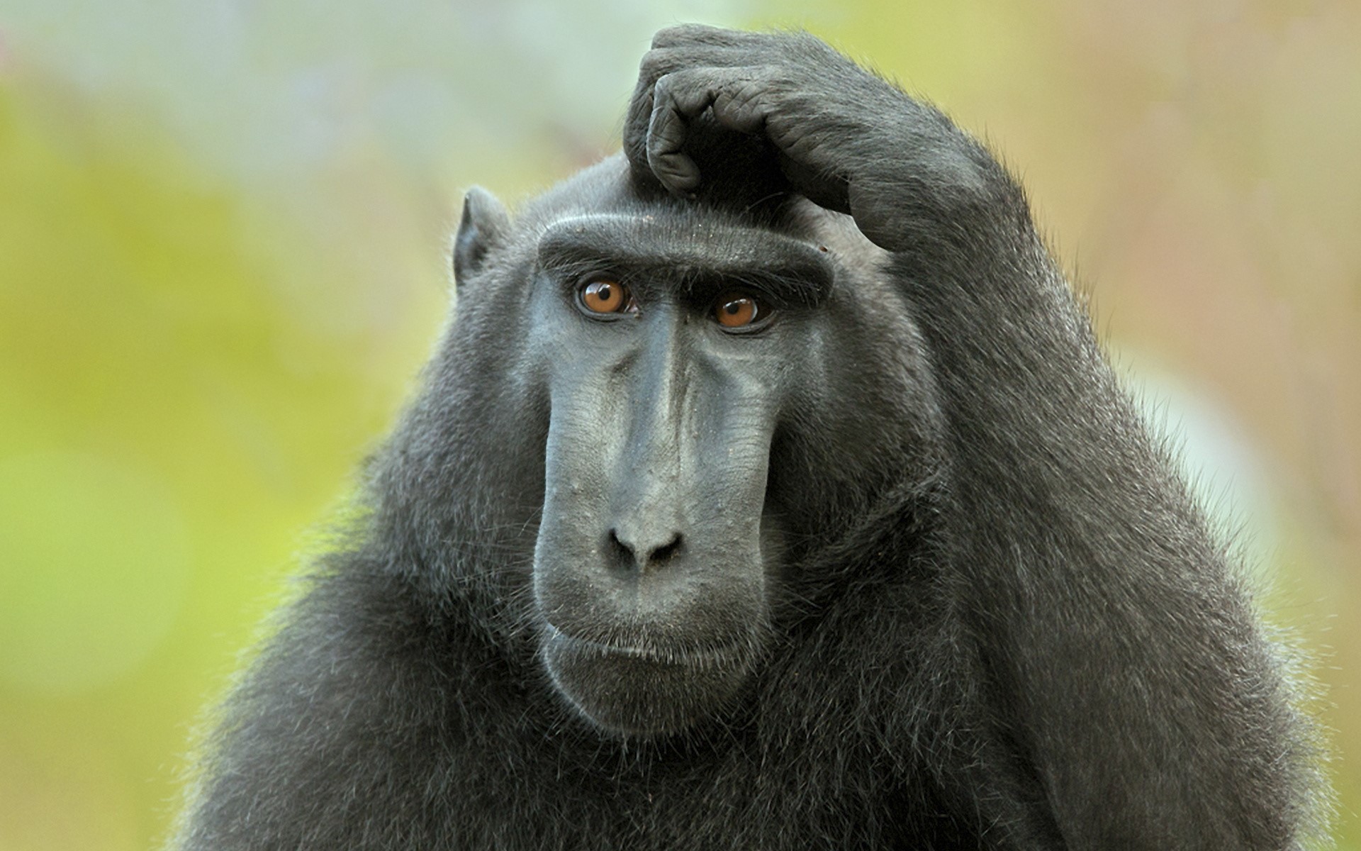 Black macaque monkey scratching its head HD Wallpaper