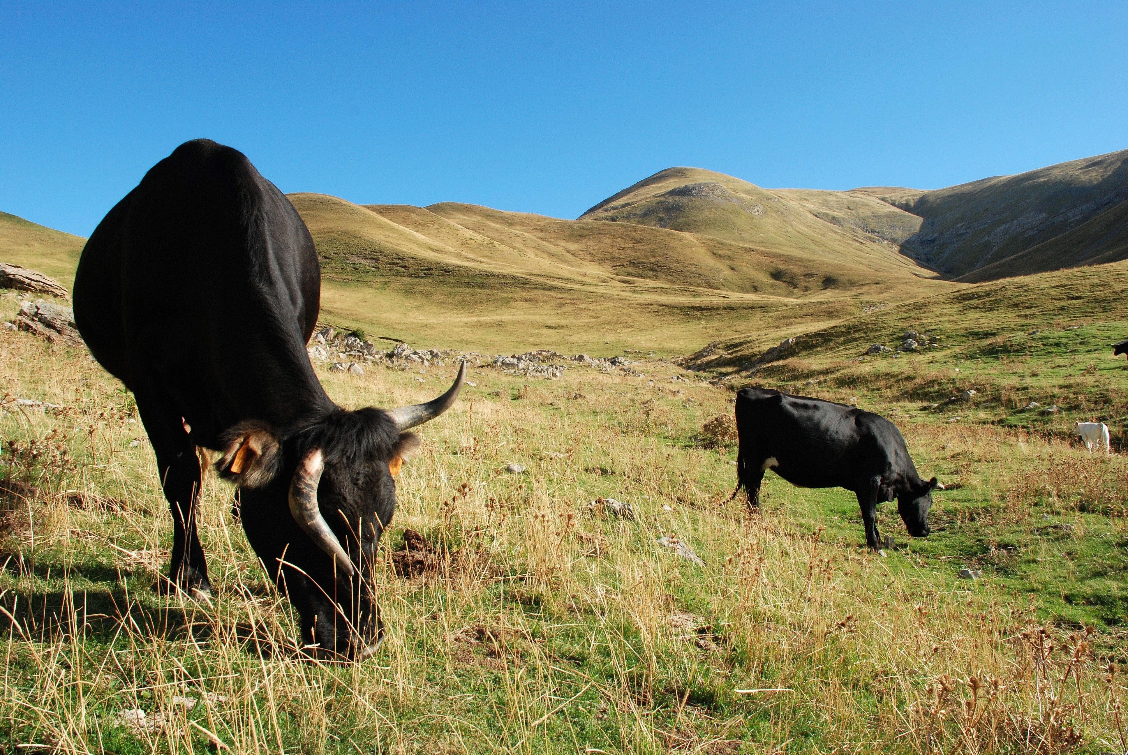 Black cows grazing in a mountain valley HD Wallpaper
