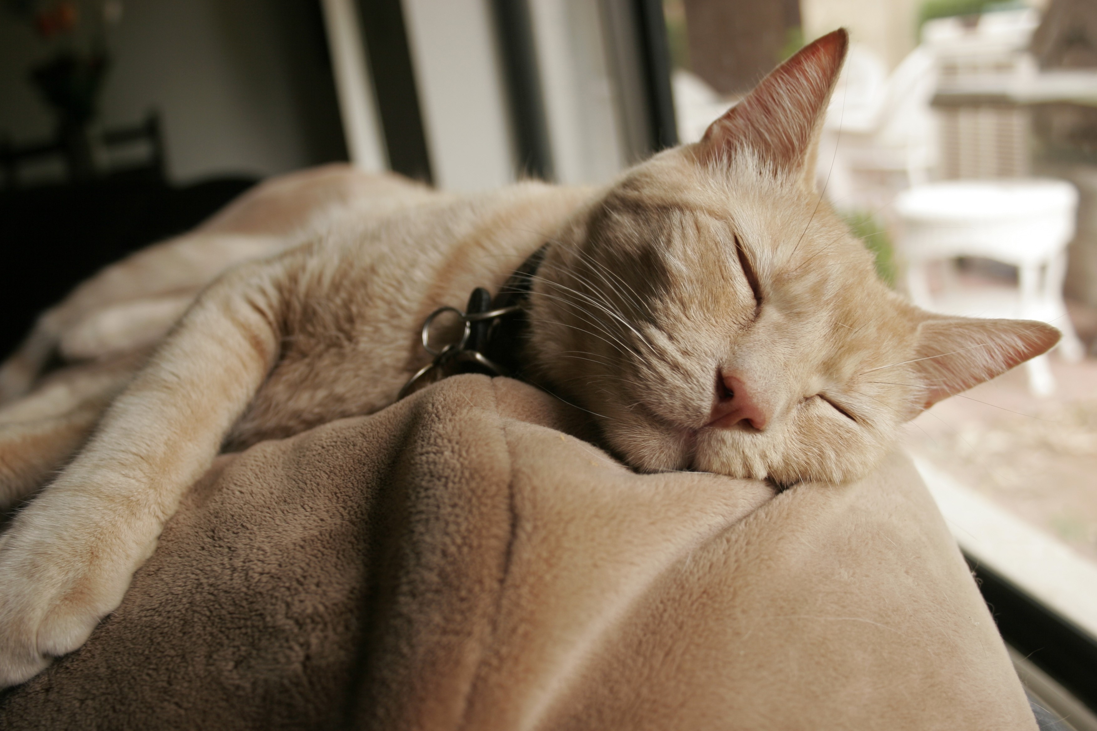 A ginger cat sleeps on a blanket HD Wallpaper