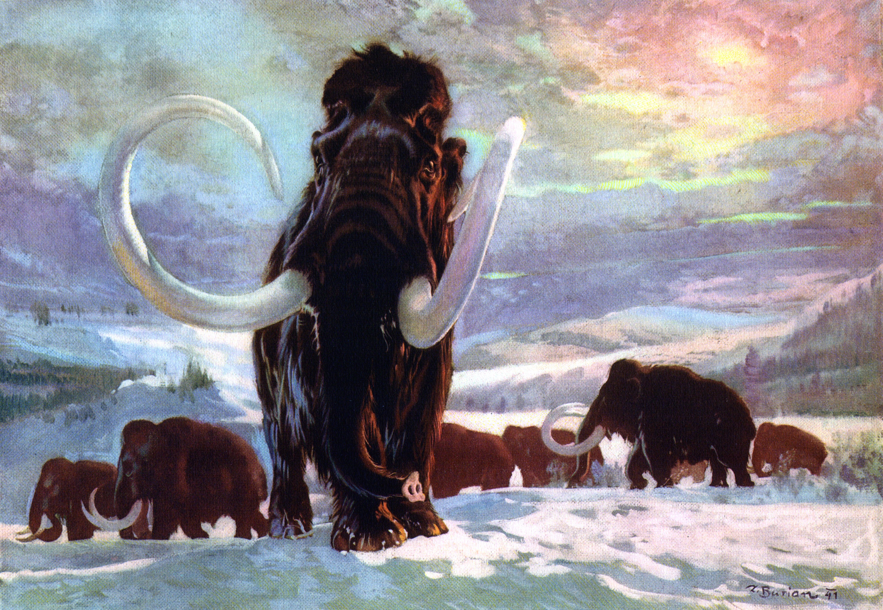 Woolly mammoths in a snowy landscape HD Wallpaper