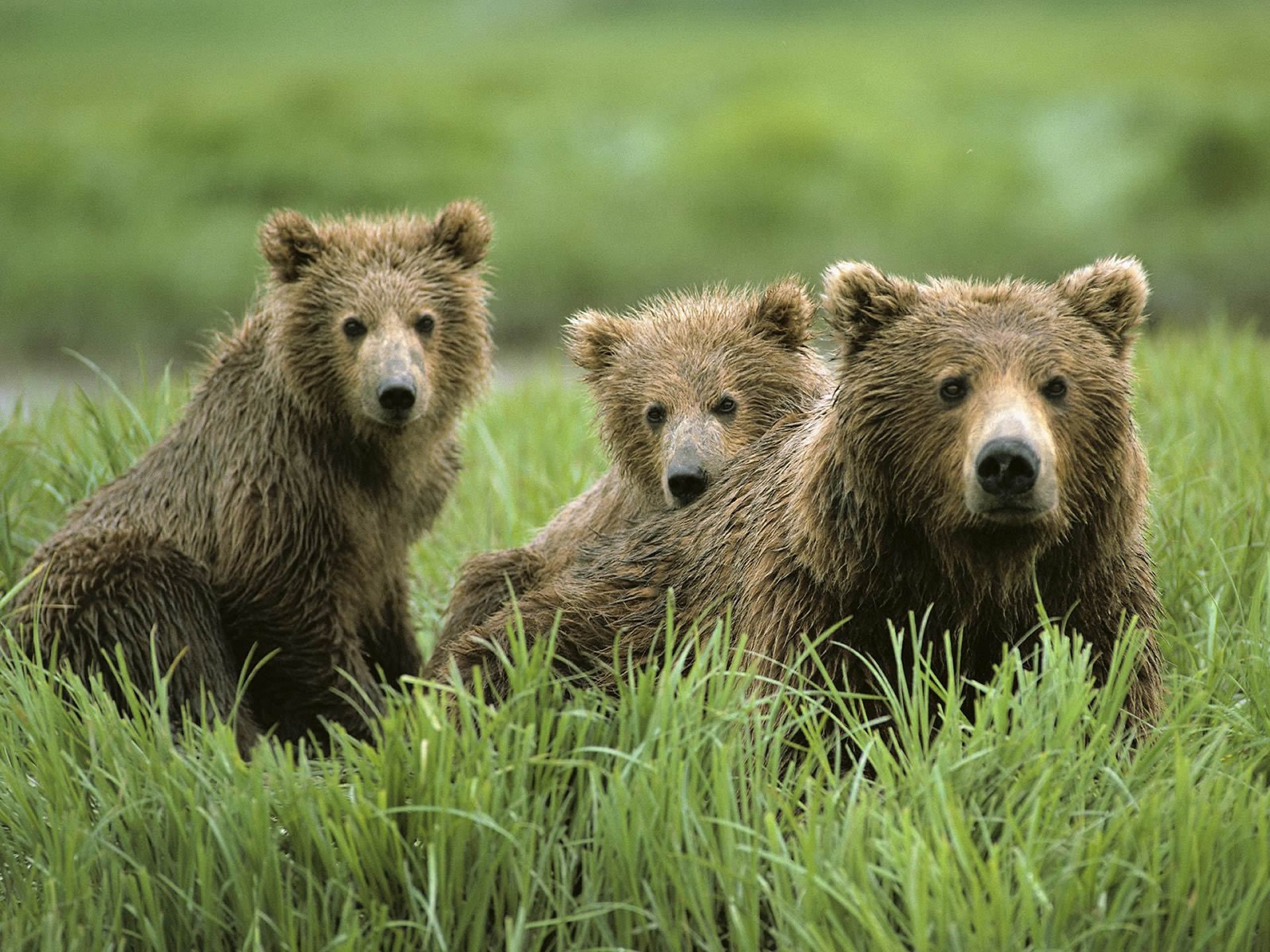 Three brown bears in tall green grass HD Wallpaper
