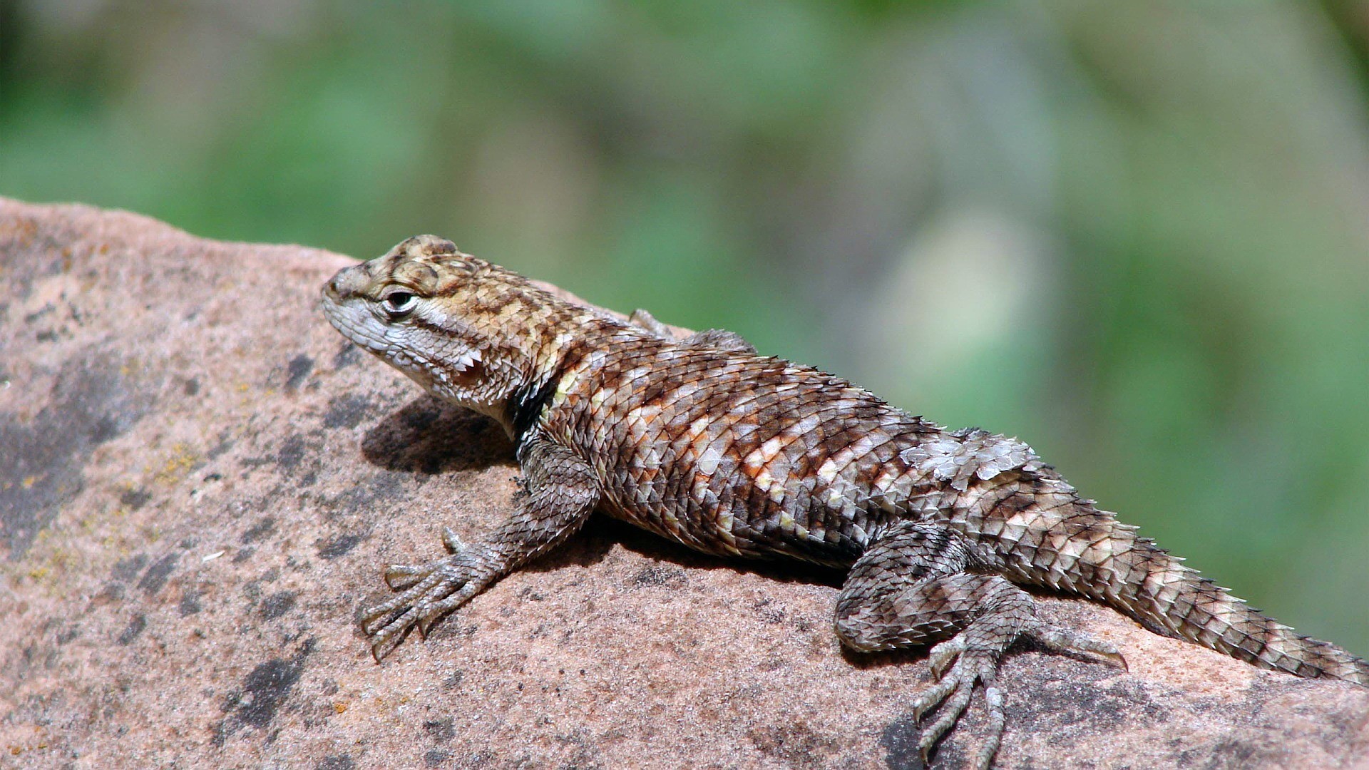 A lizard rests on a rock HD Wallpaper