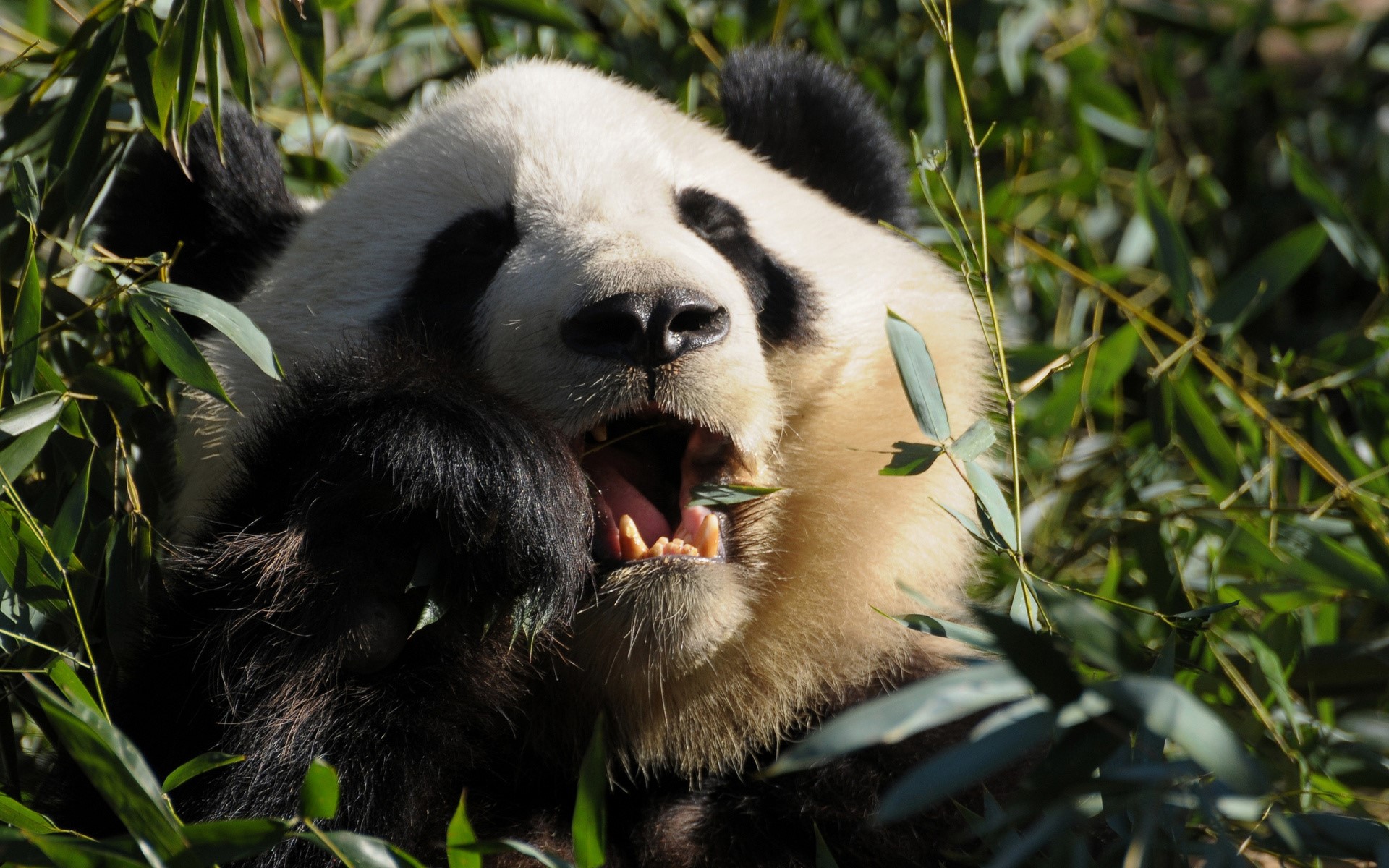 Giant Panda Eating Bamboo HD Wallpaper
