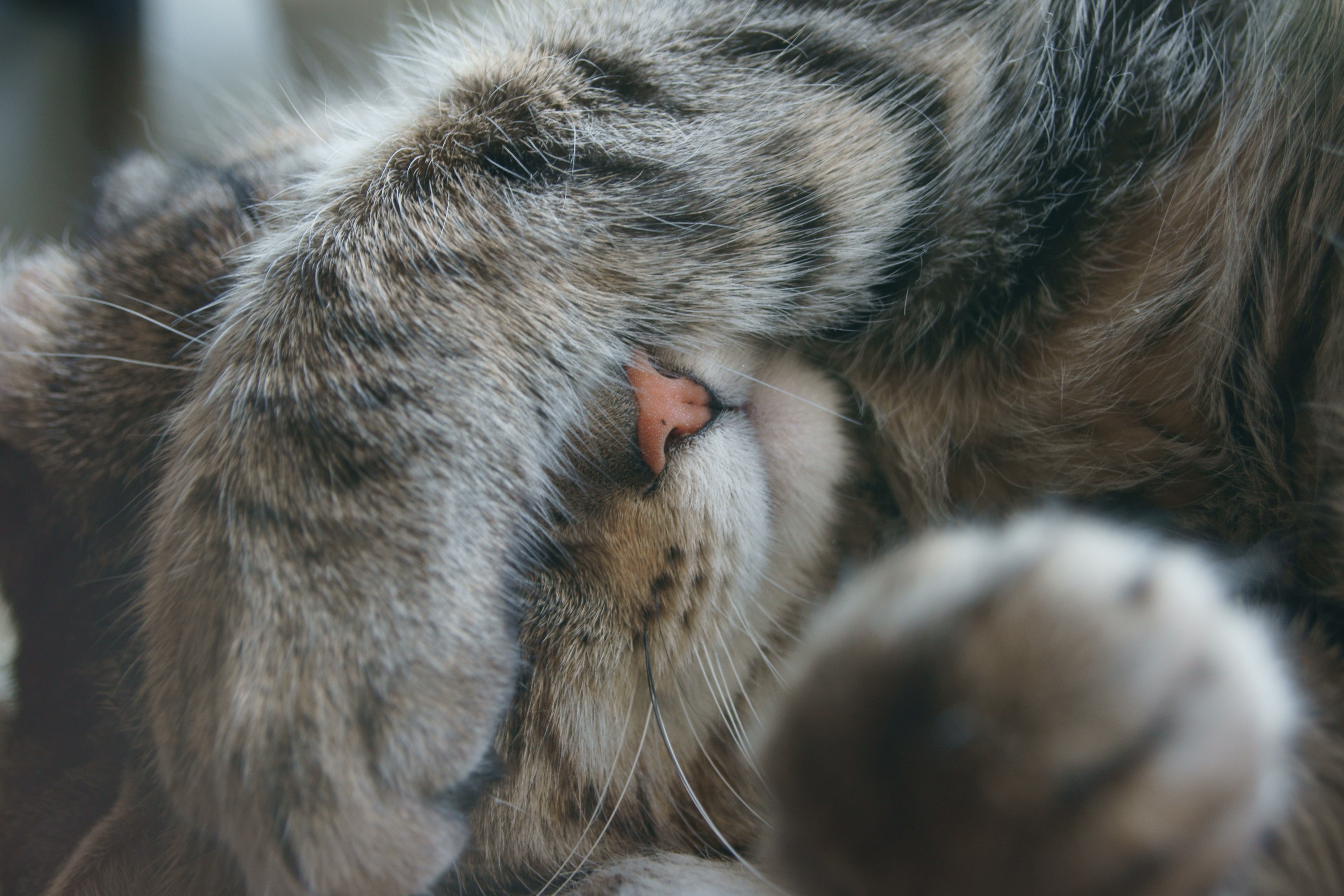 Close-up of a tabby cat sleeping HD Wallpaper