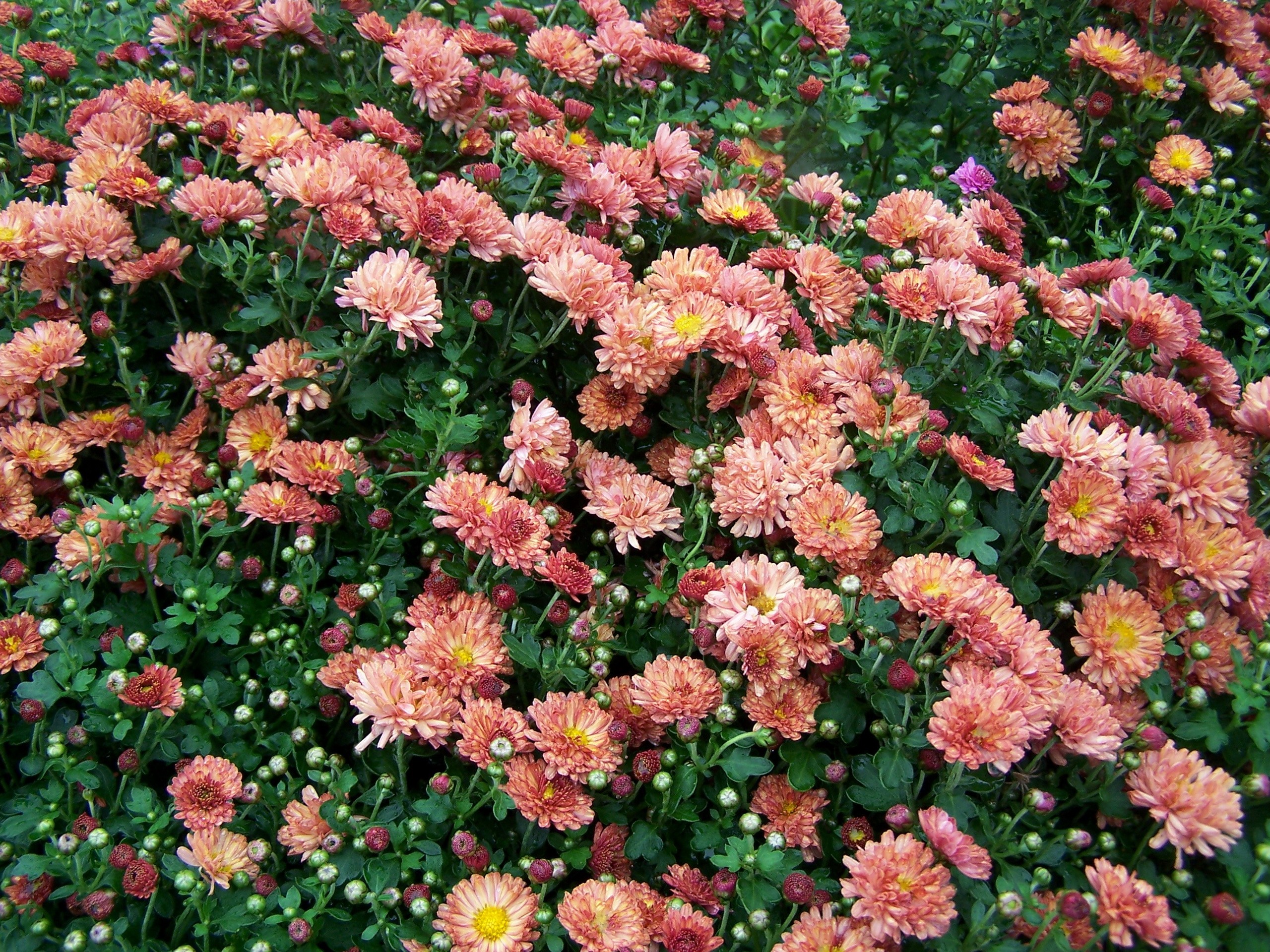 A bed of pink and orange chrysanthemums HD Wallpaper