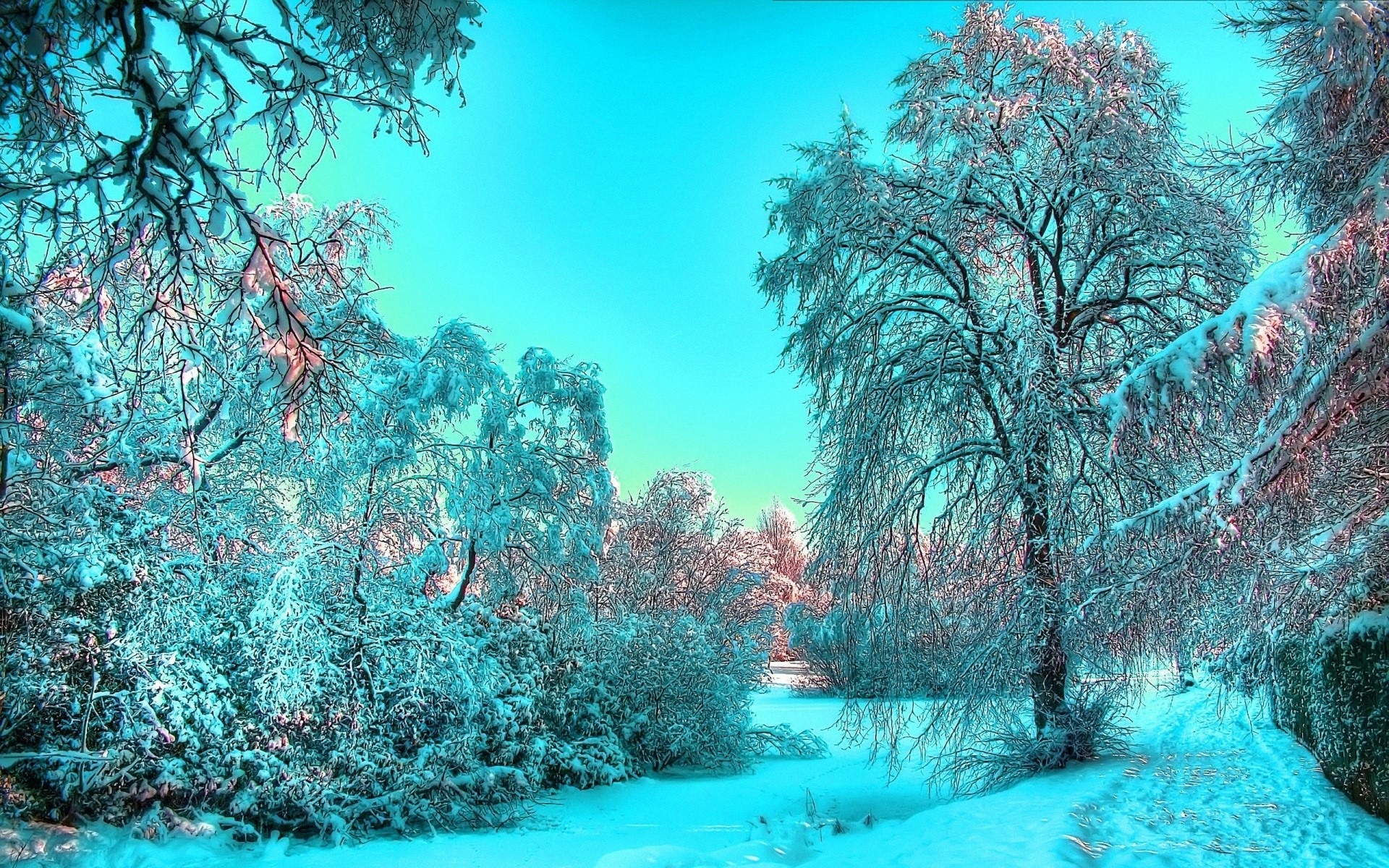 Snow-covered trees under a bright blue sky HD Wallpaper