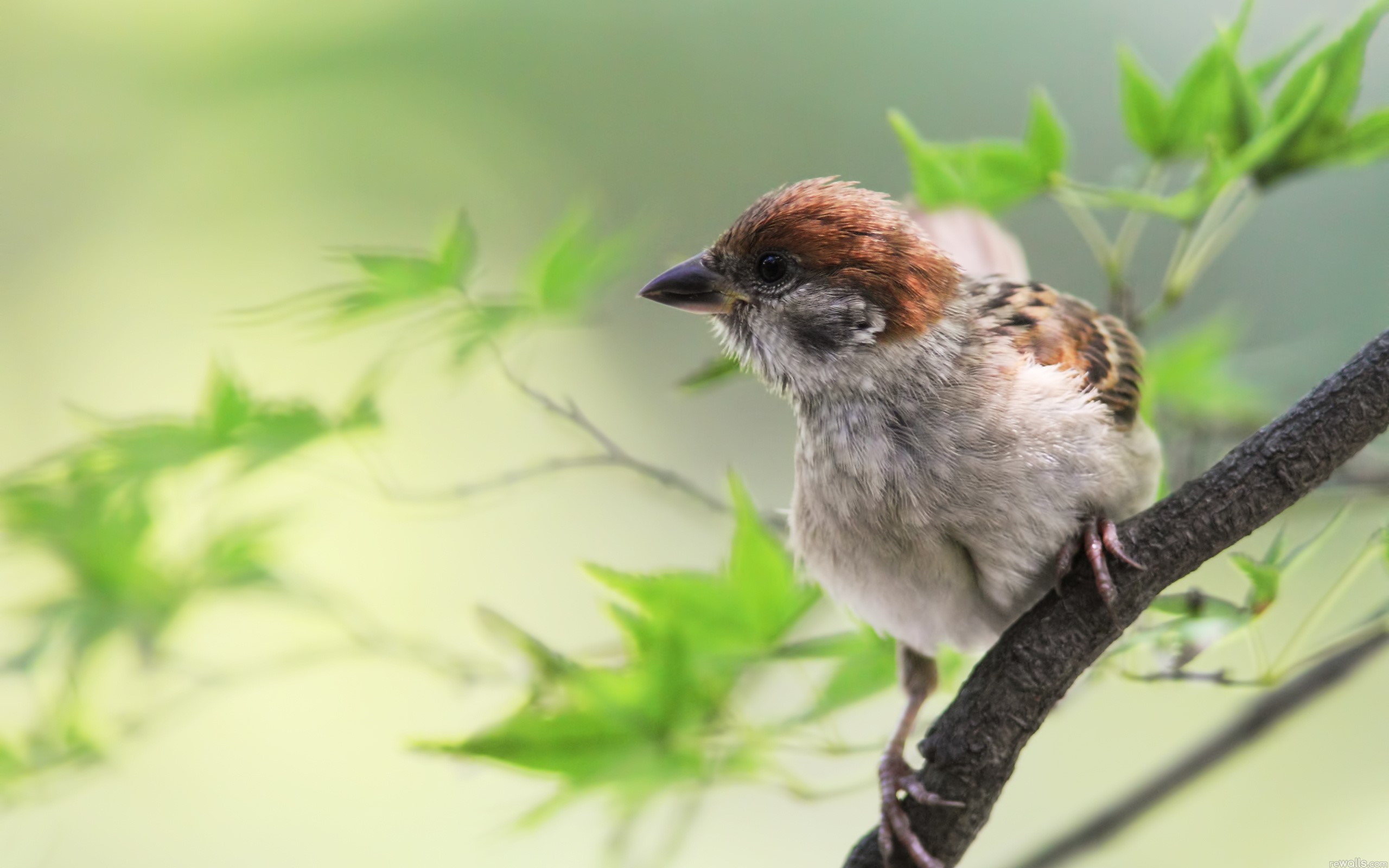A sparrow perched on a branch with green leaves HD Wallpaper