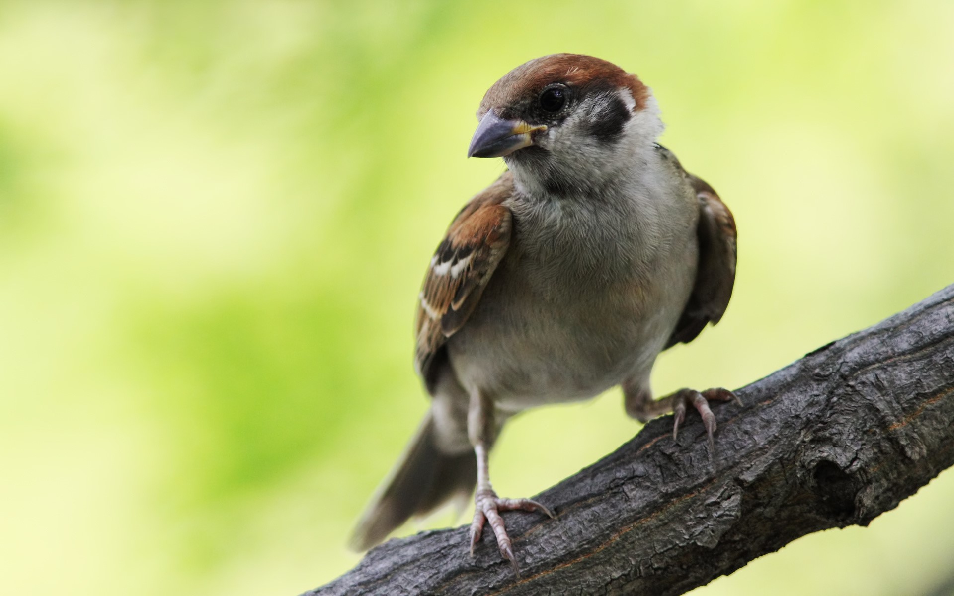A sparrow perched on a tree branch HD Wallpaper